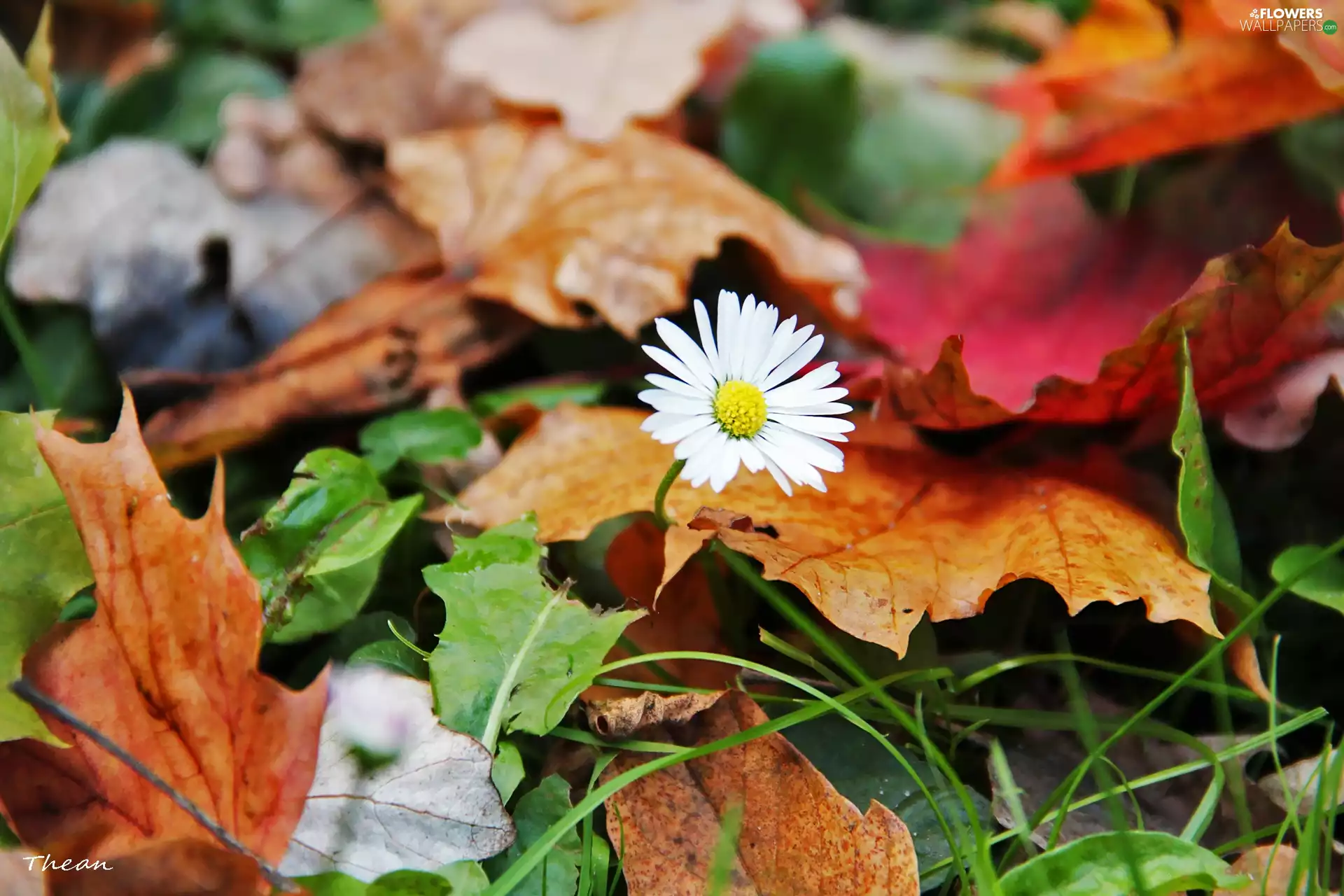 Leaf, daisy, dry - Flowers wallpapers: 2048x1365