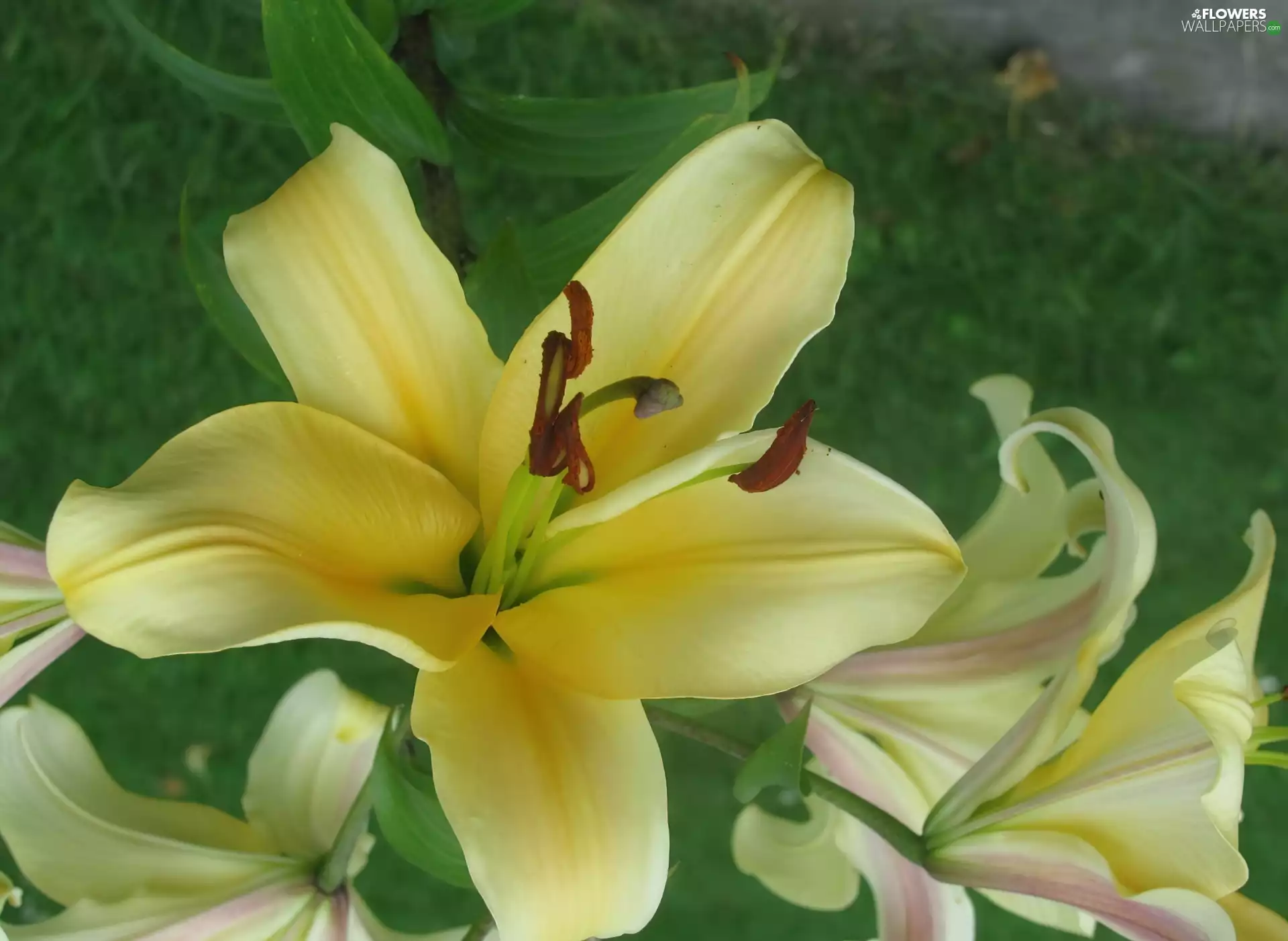 Light yellow, lilies