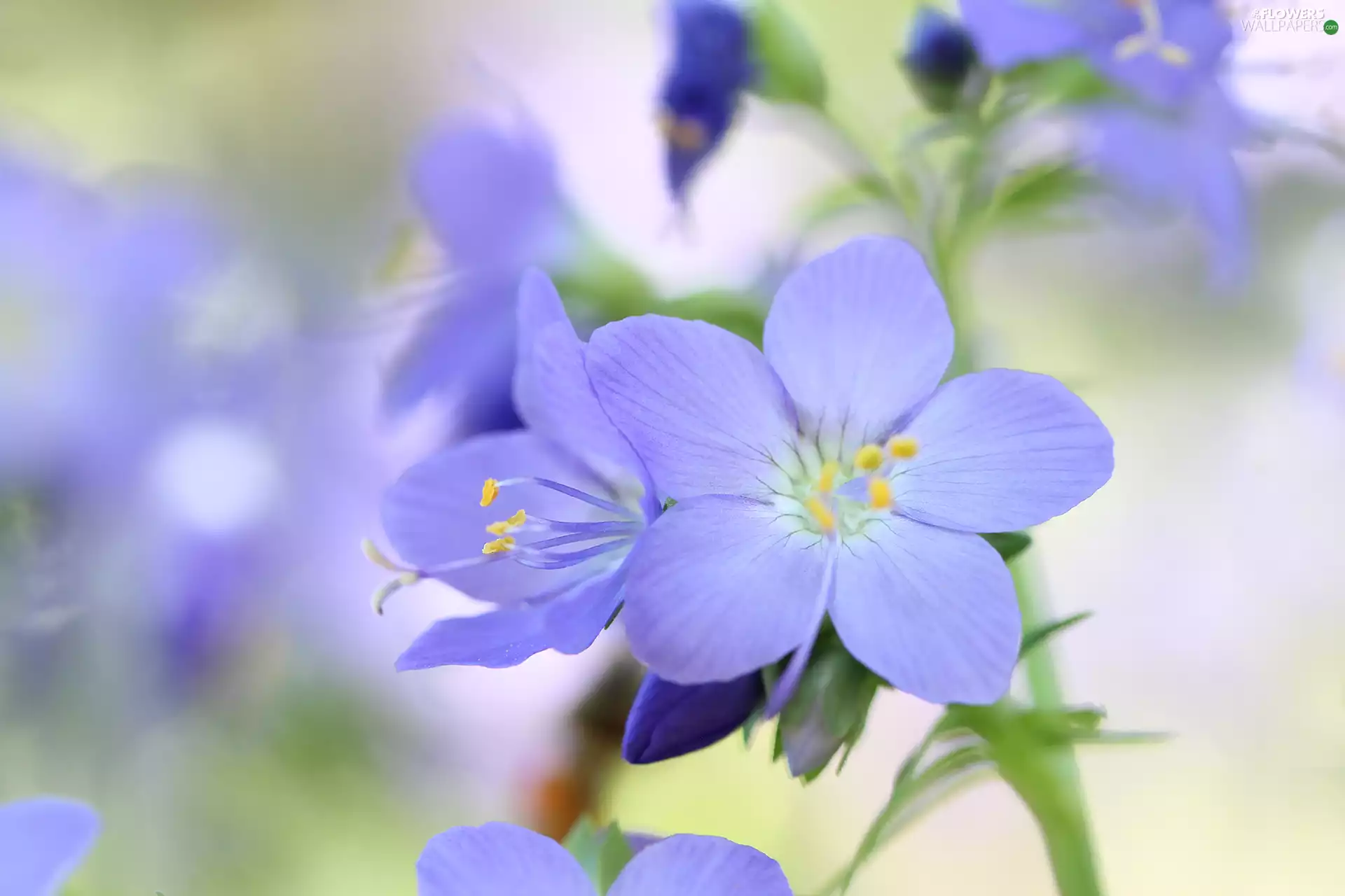 Colourfull Flowers, Wielosił blue, lilac