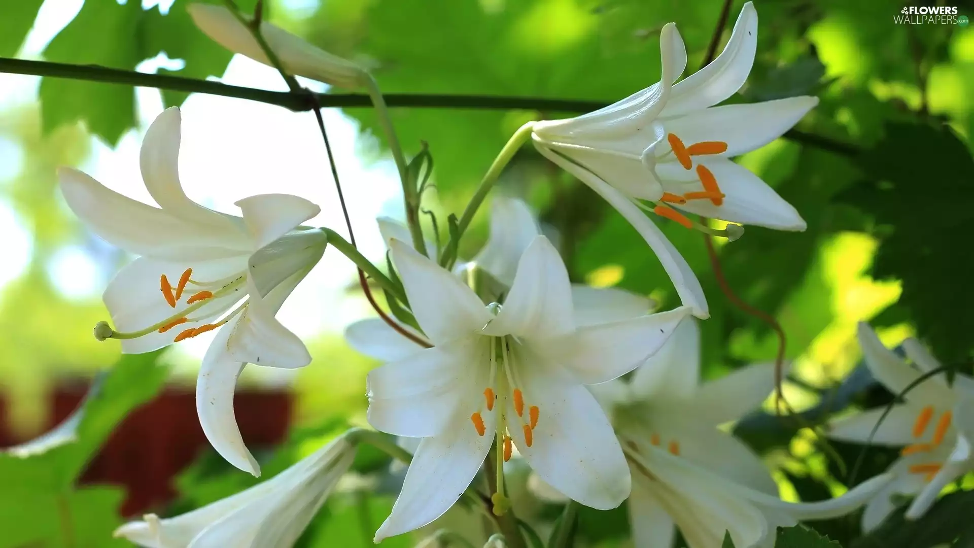 bloom, lilies