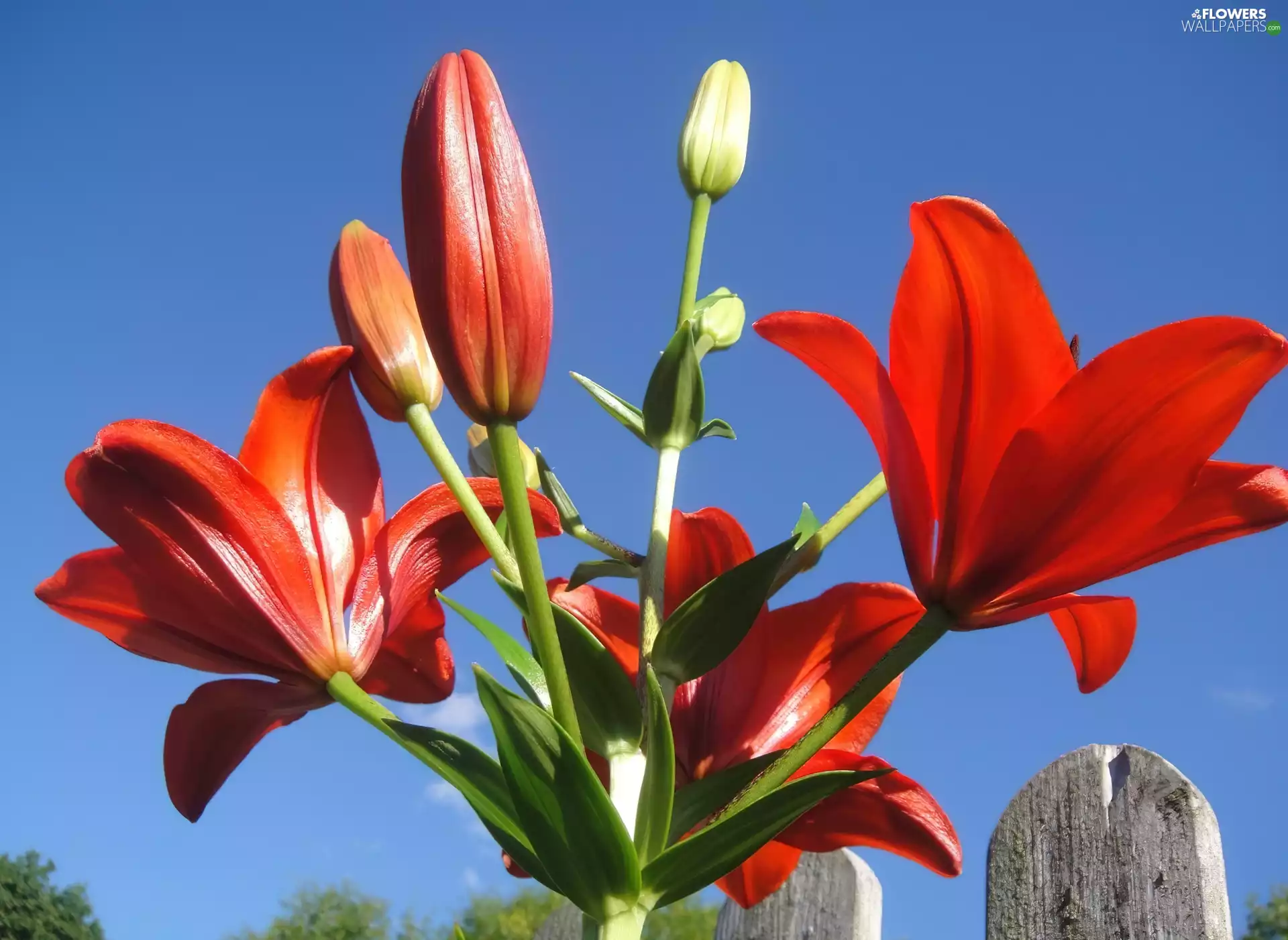 Red, lilies