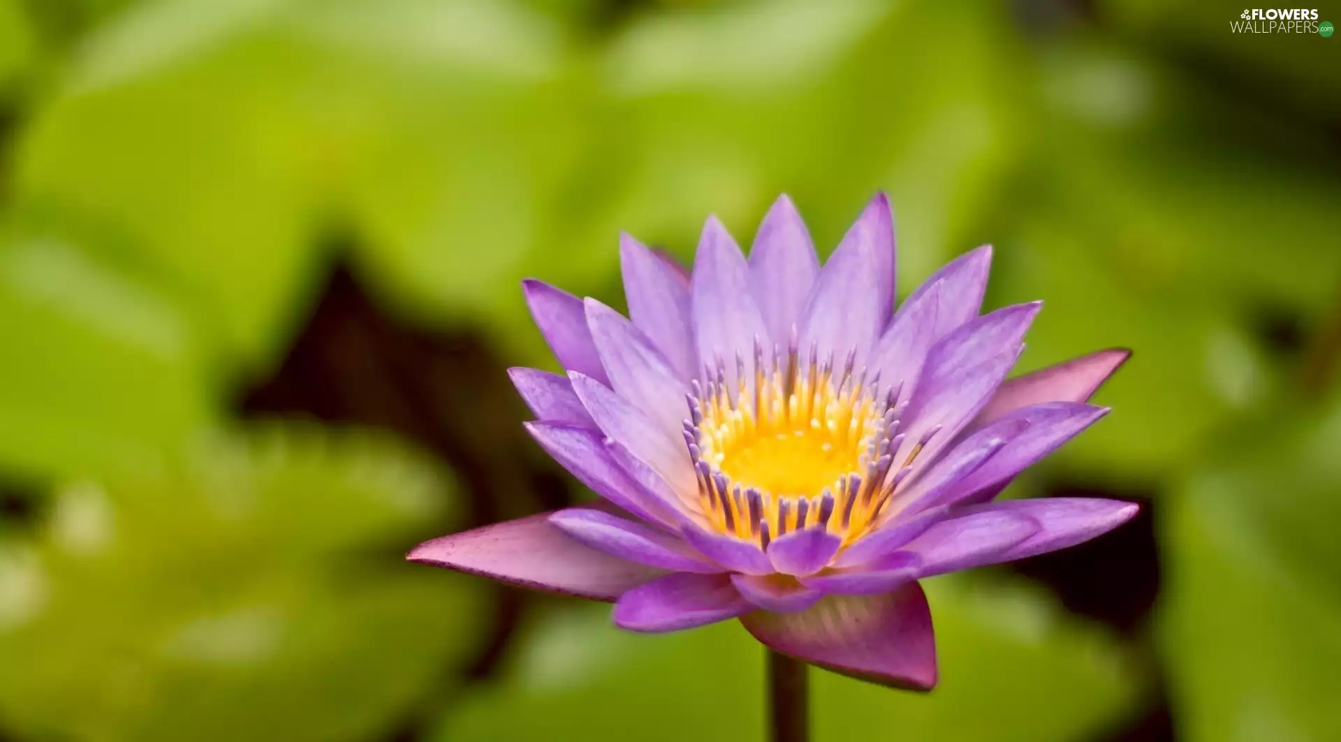 Violet, water-lily