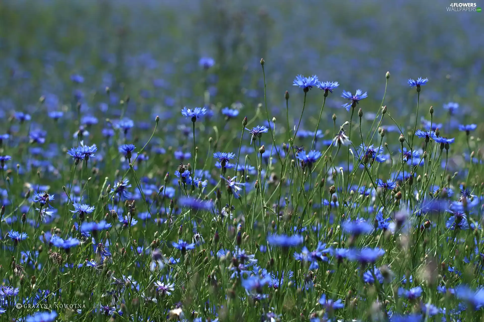 cornflowers, Flowers, Meadow, Blue