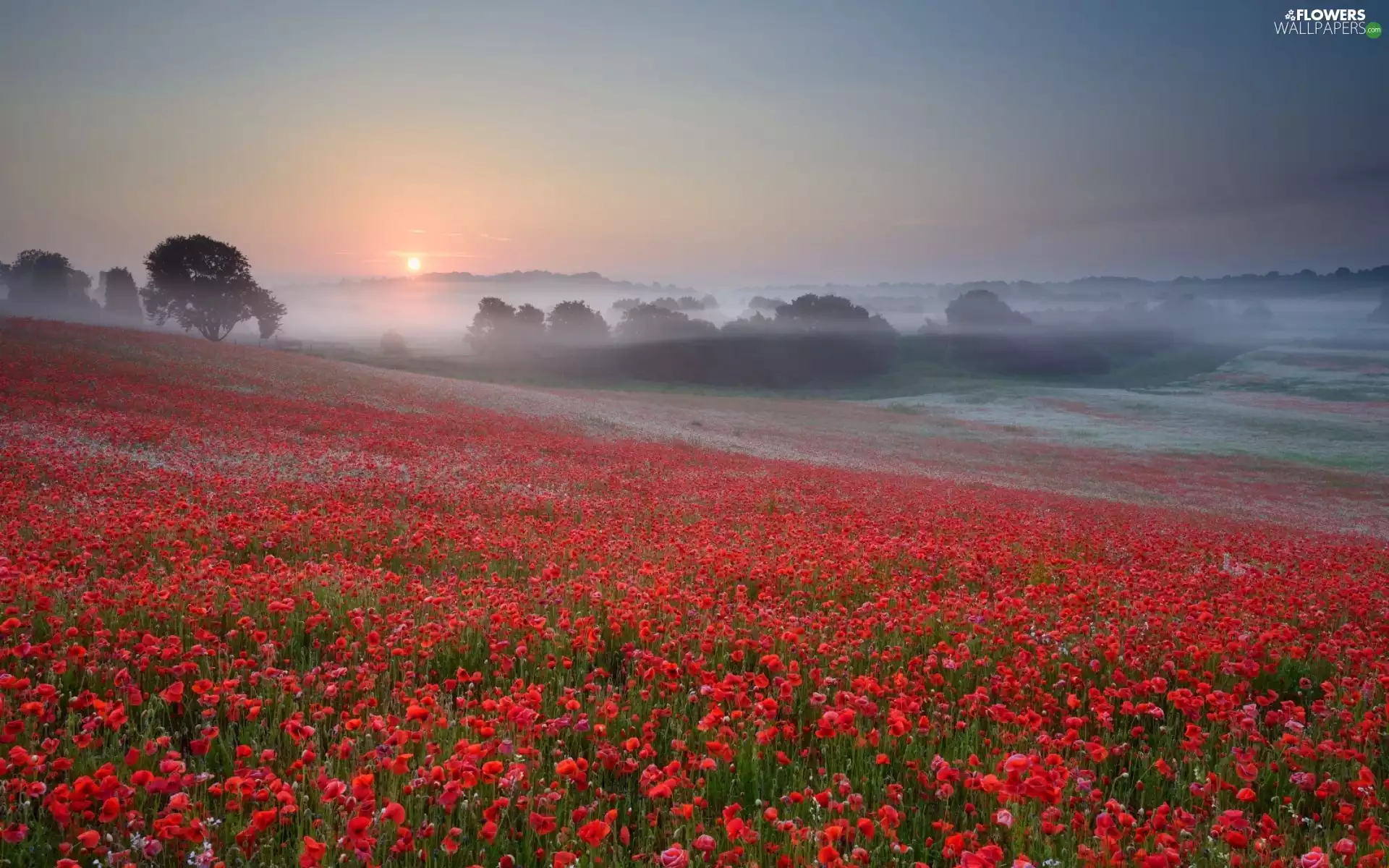 Meadow, papavers, Fog