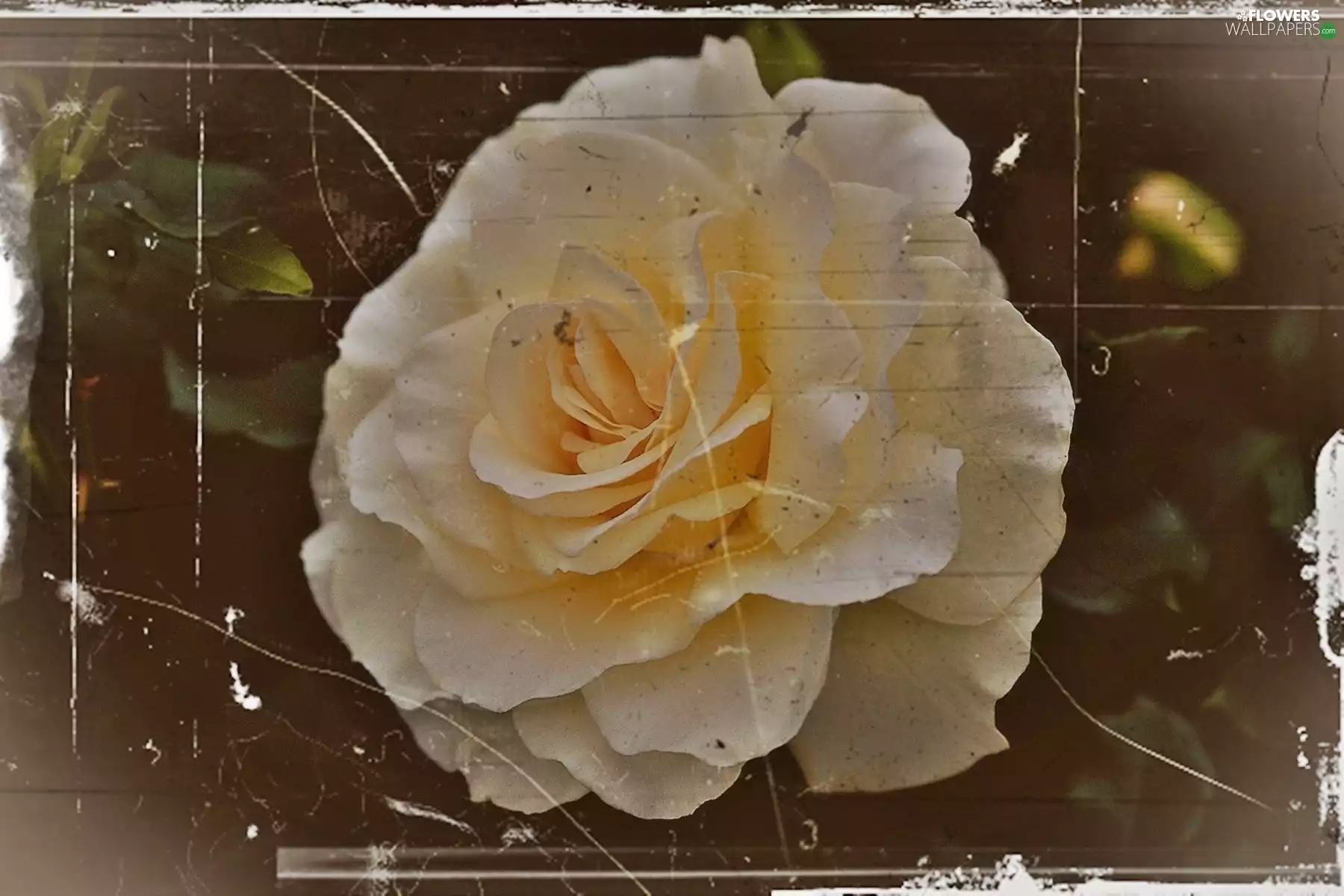 Old, photos, rose, effect, White