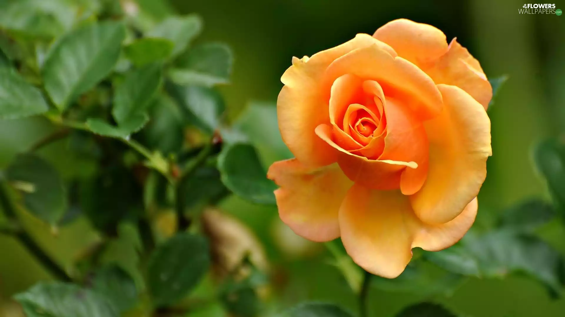 rose, Orange