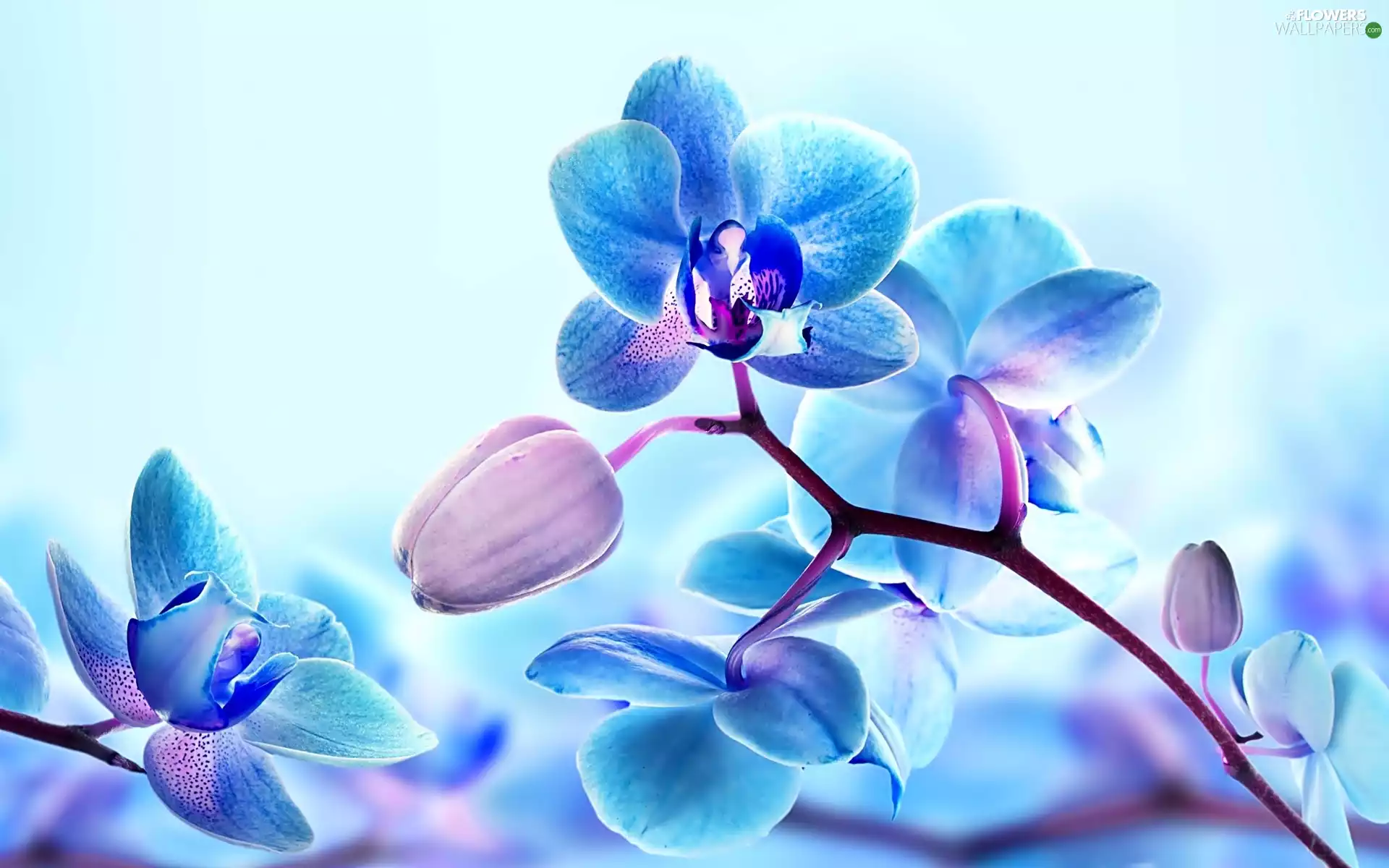 orchids - Flowers wallpapers: 1920x1200