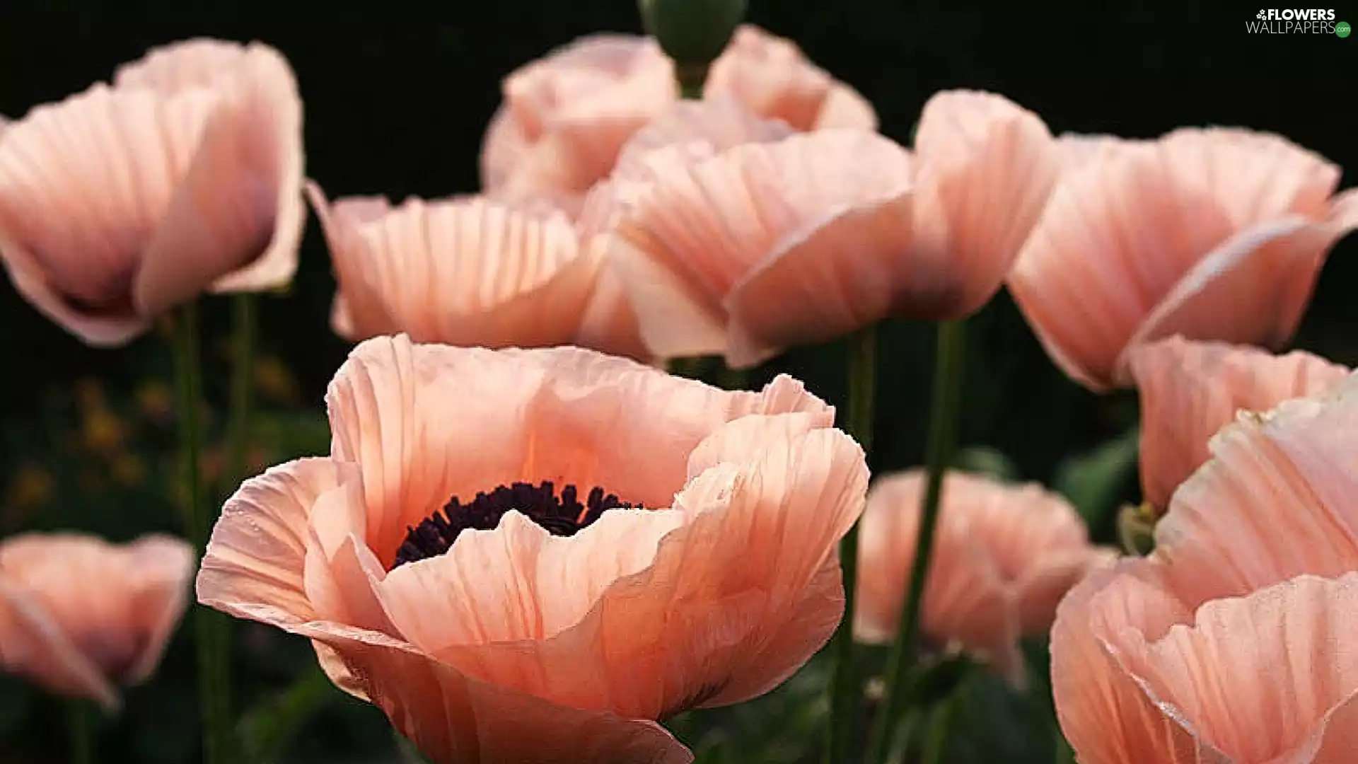 Pink, papavers