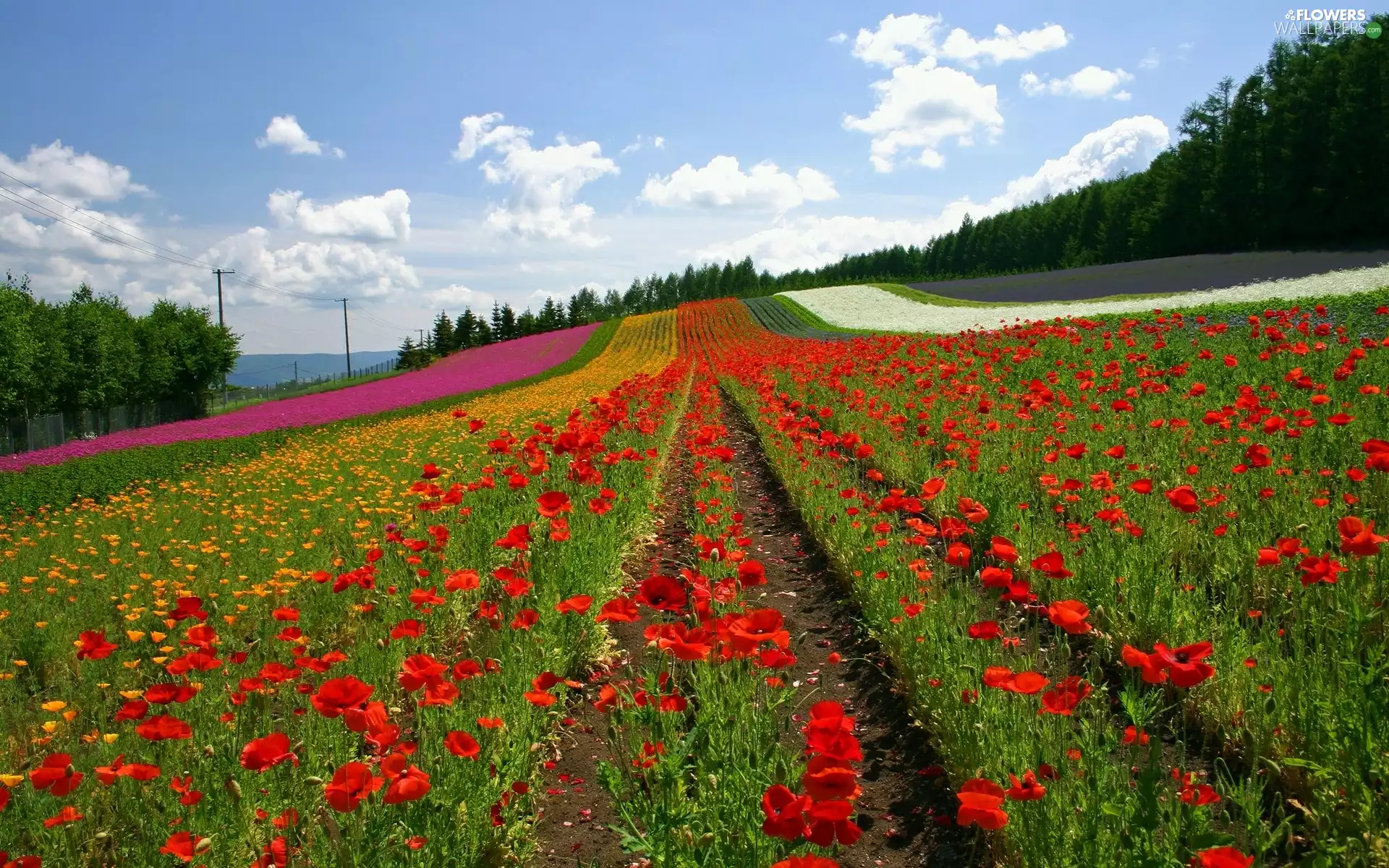 papavers, Field, Red