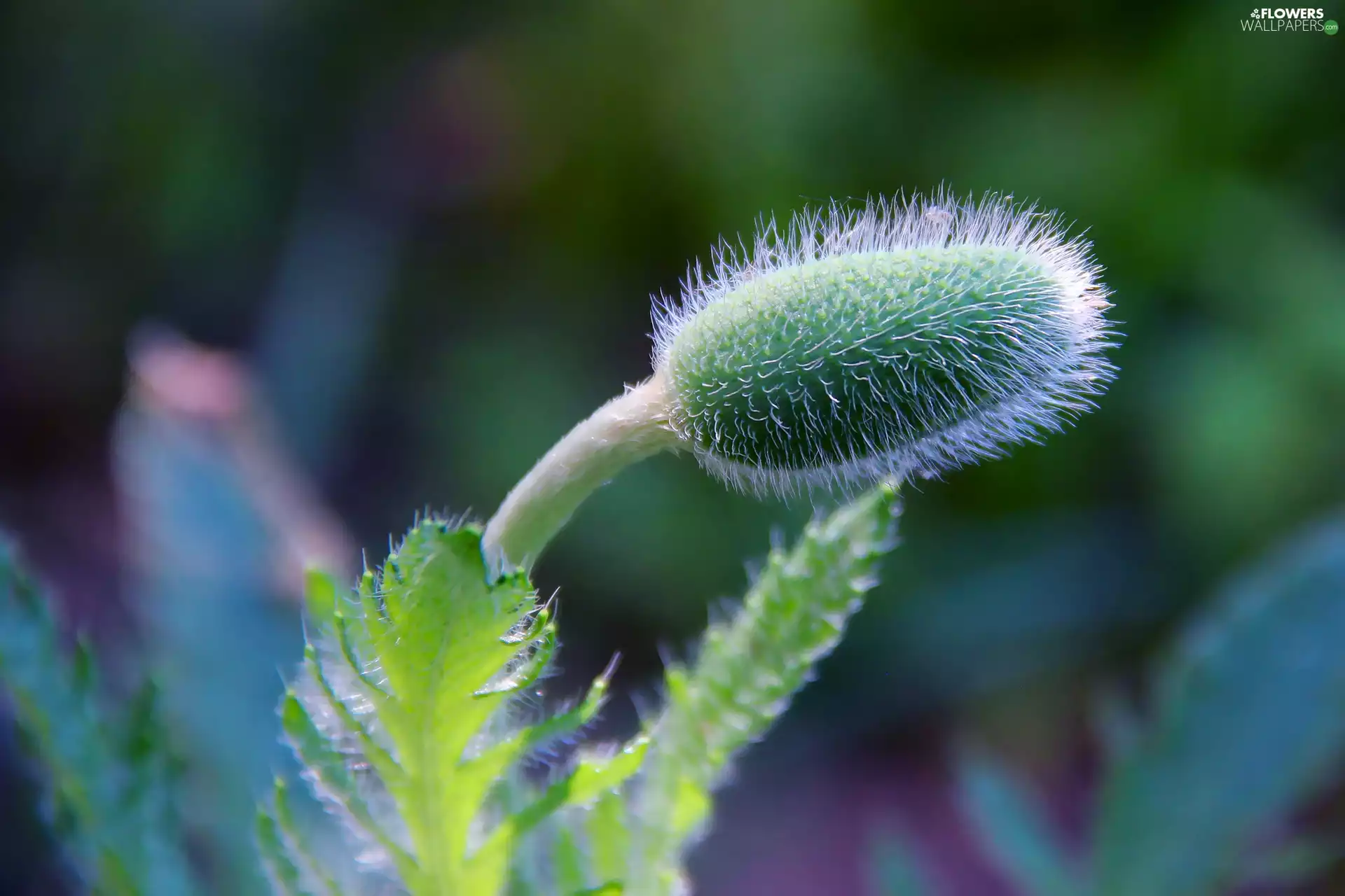 rosebud, poppies