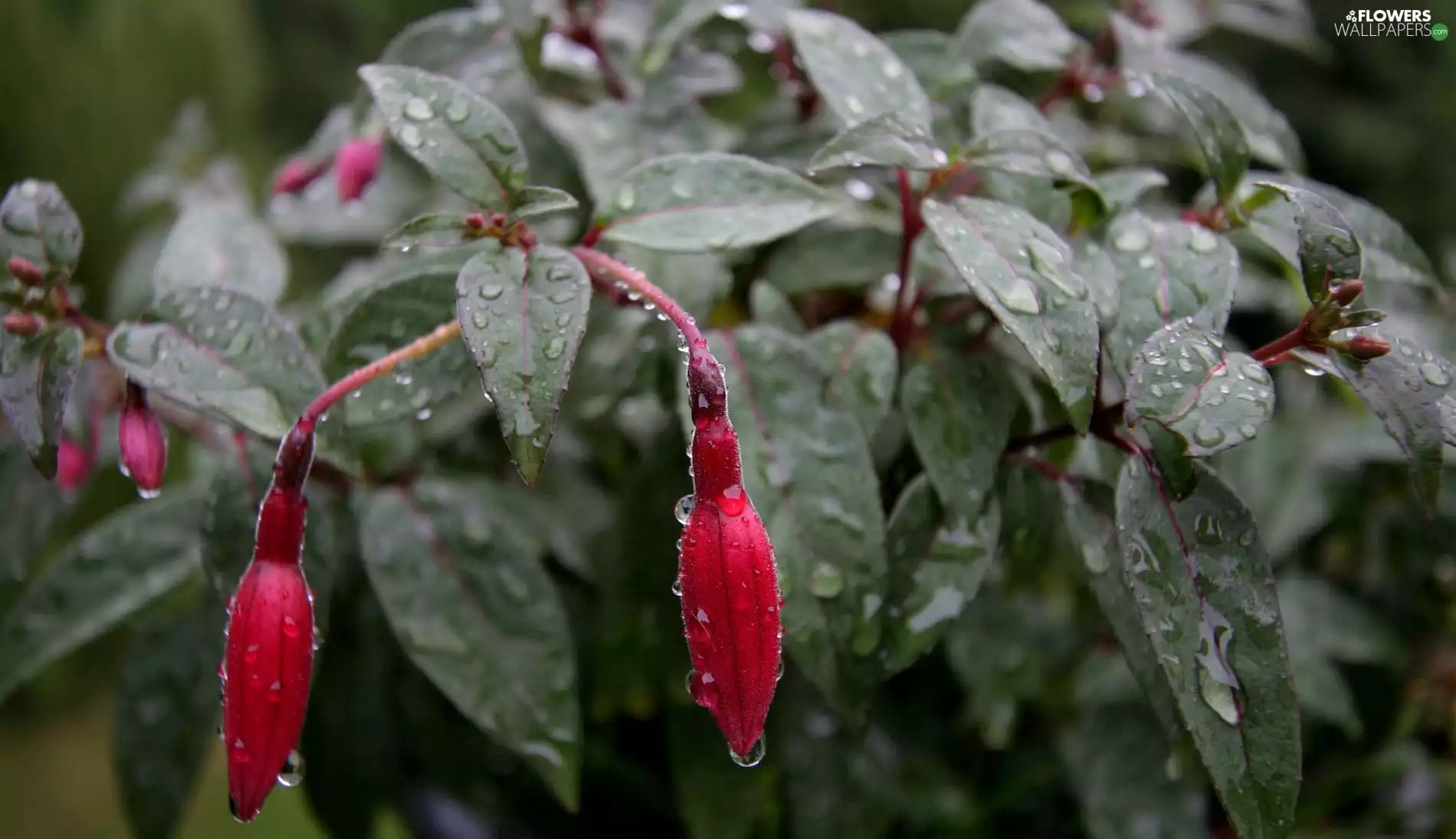 rain, fuchsia, drops