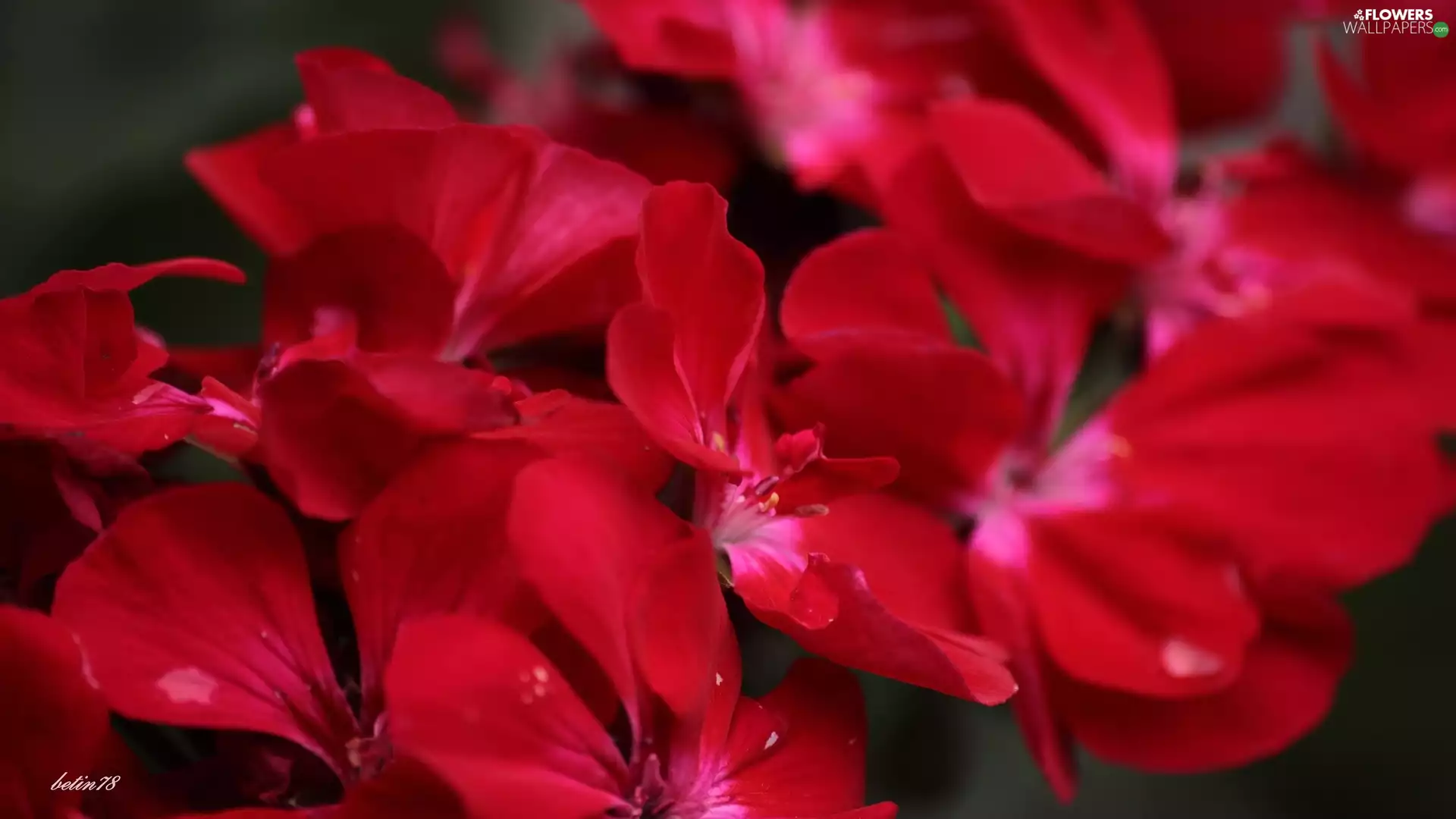 red, Flowers, bouquet