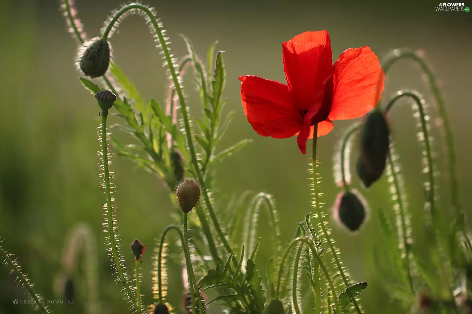 Colourfull Flowers, red weed, Red