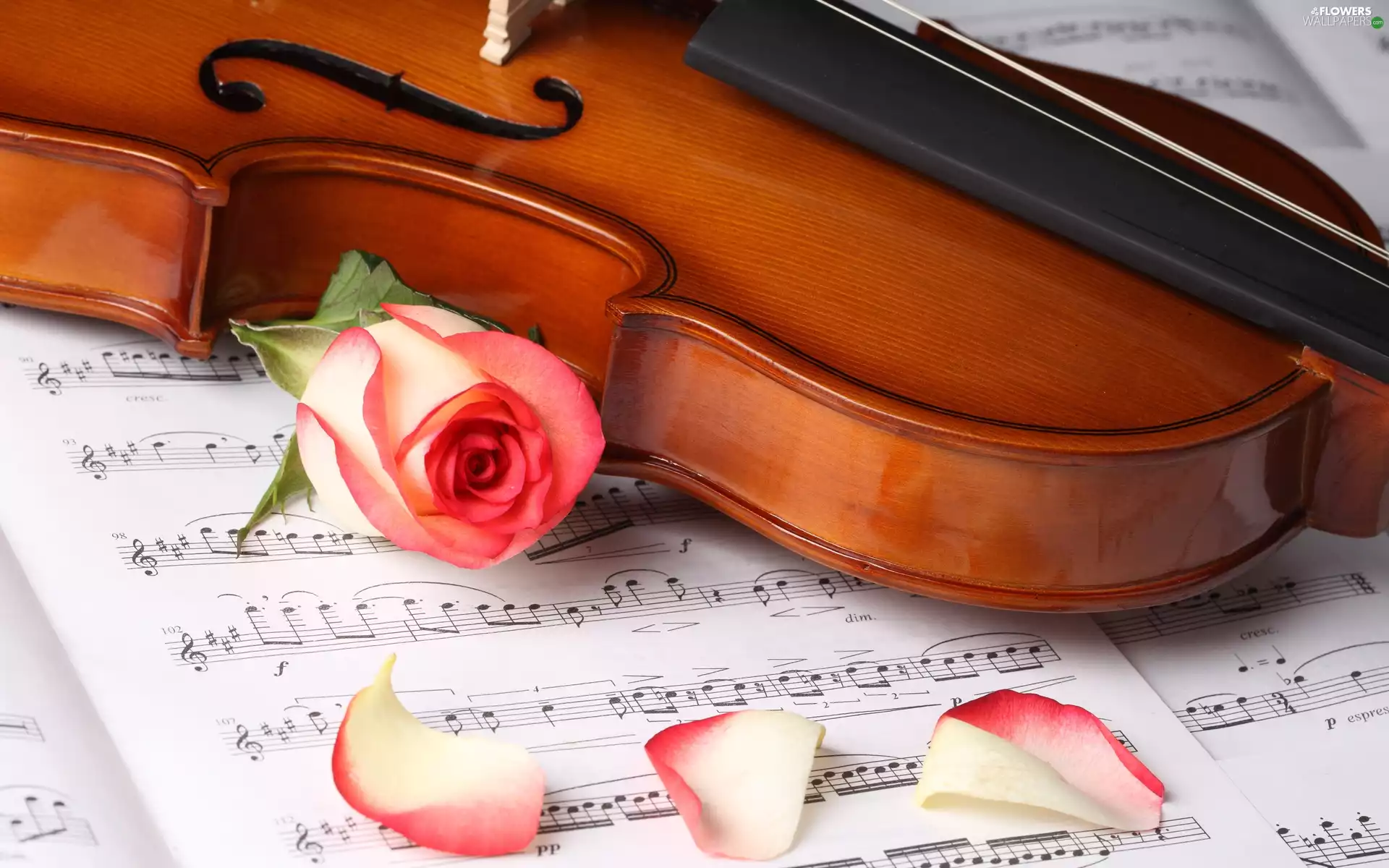 violin, Tunes, rose, Cards