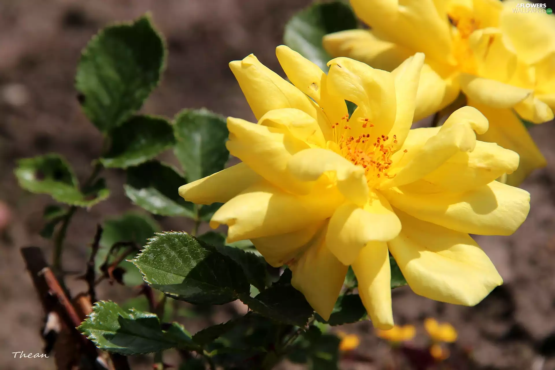 roses, Yellow, developed