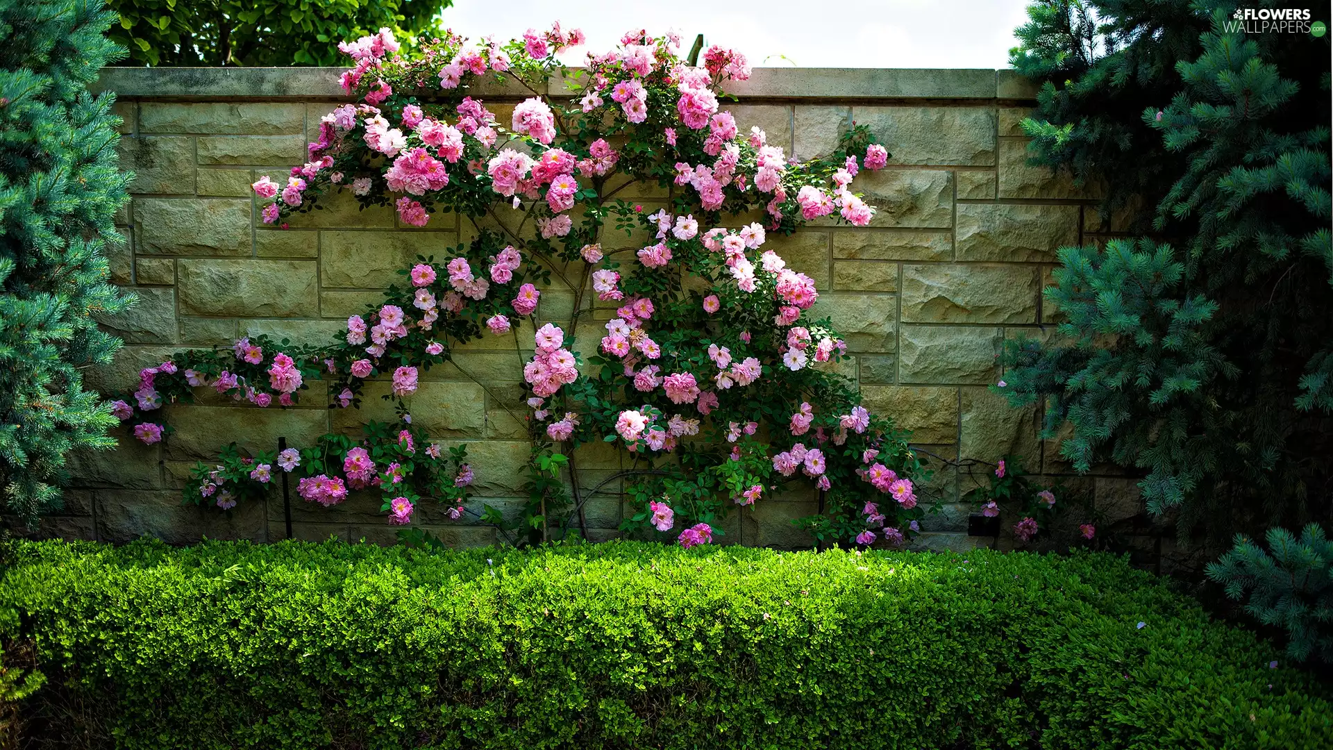 Garden, Climbing, roses, hedge