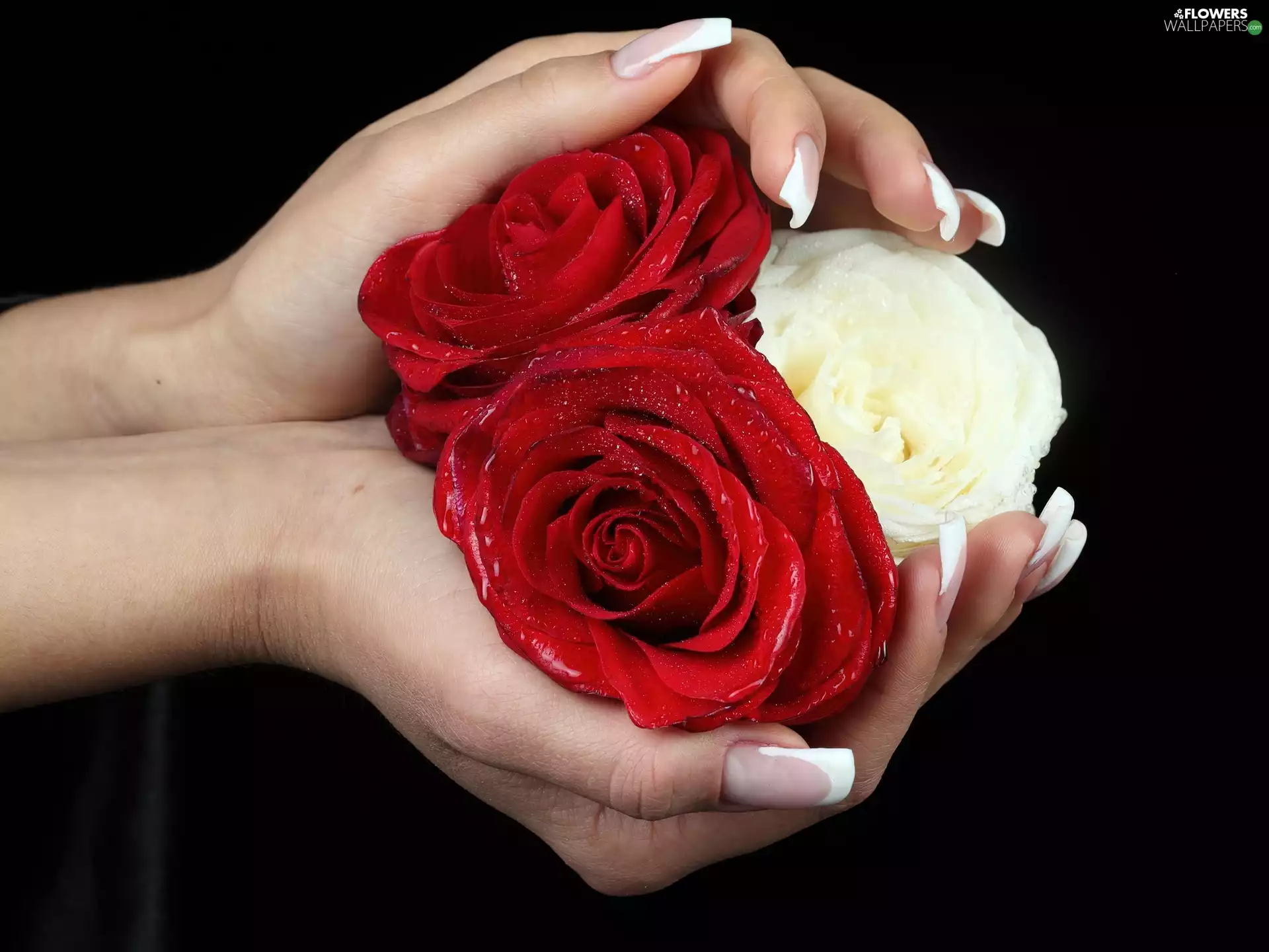 hands, Red, roses, White