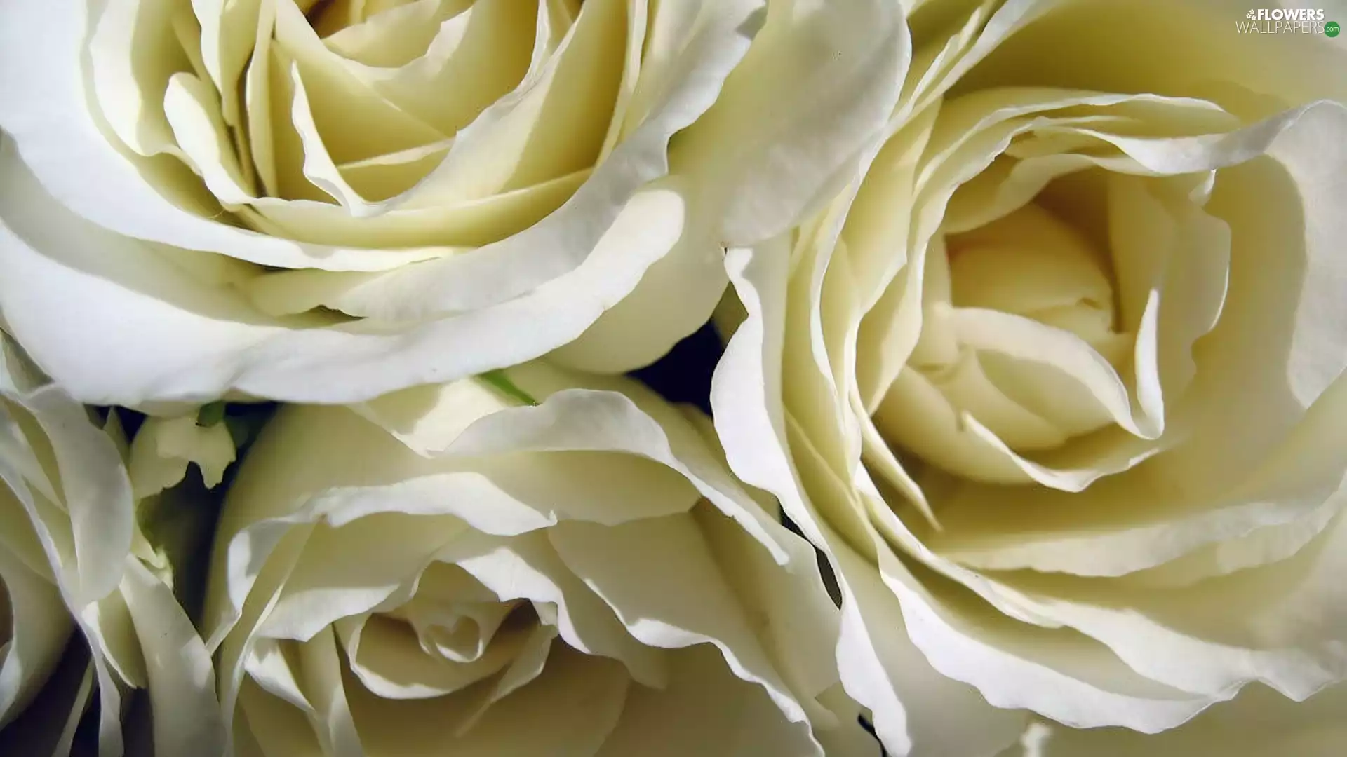 White, roses