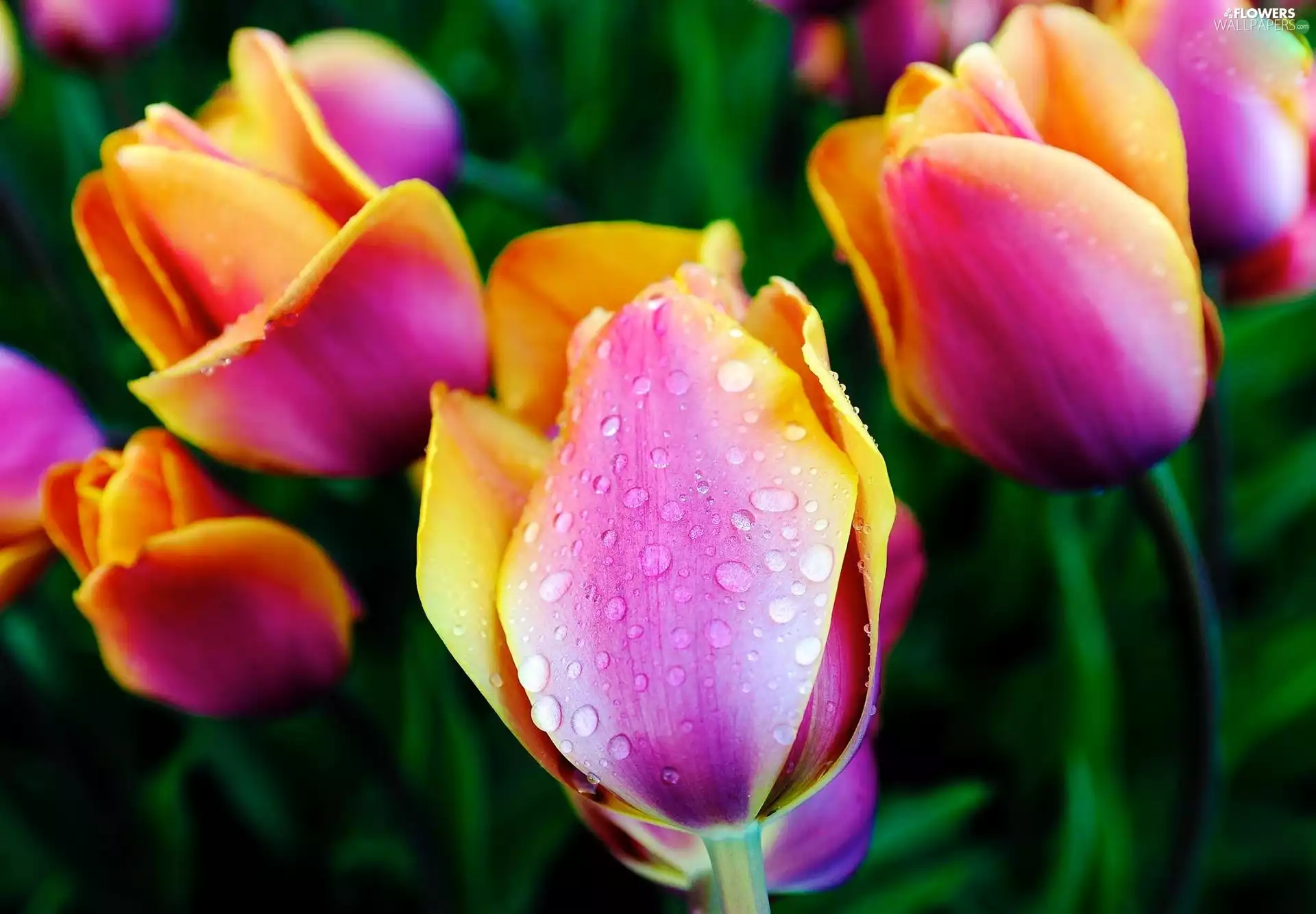 color, drops, Rosy, Tulips