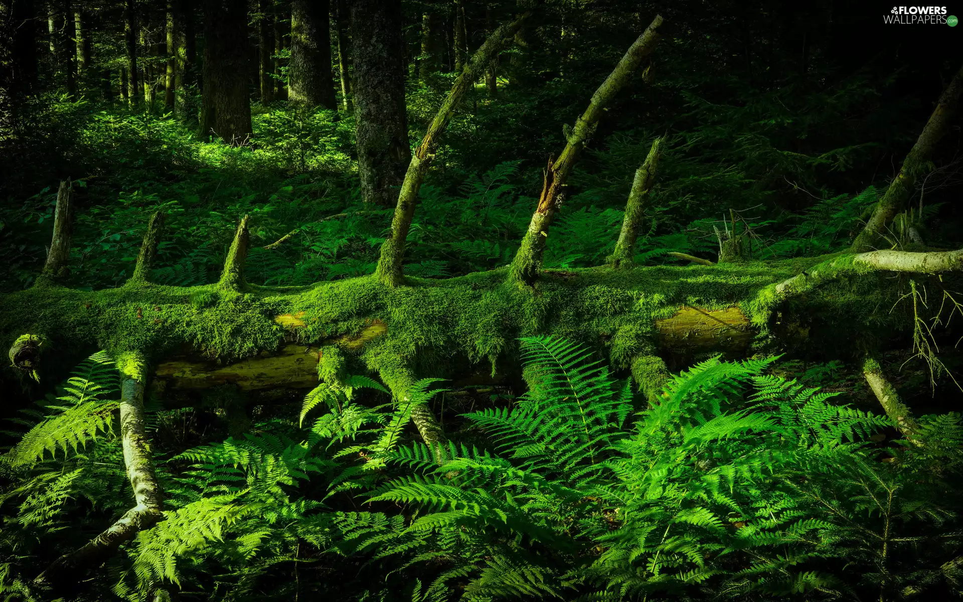 Scrub Forest Trees Viewes Trunk Fern Struck Mossy Trees 