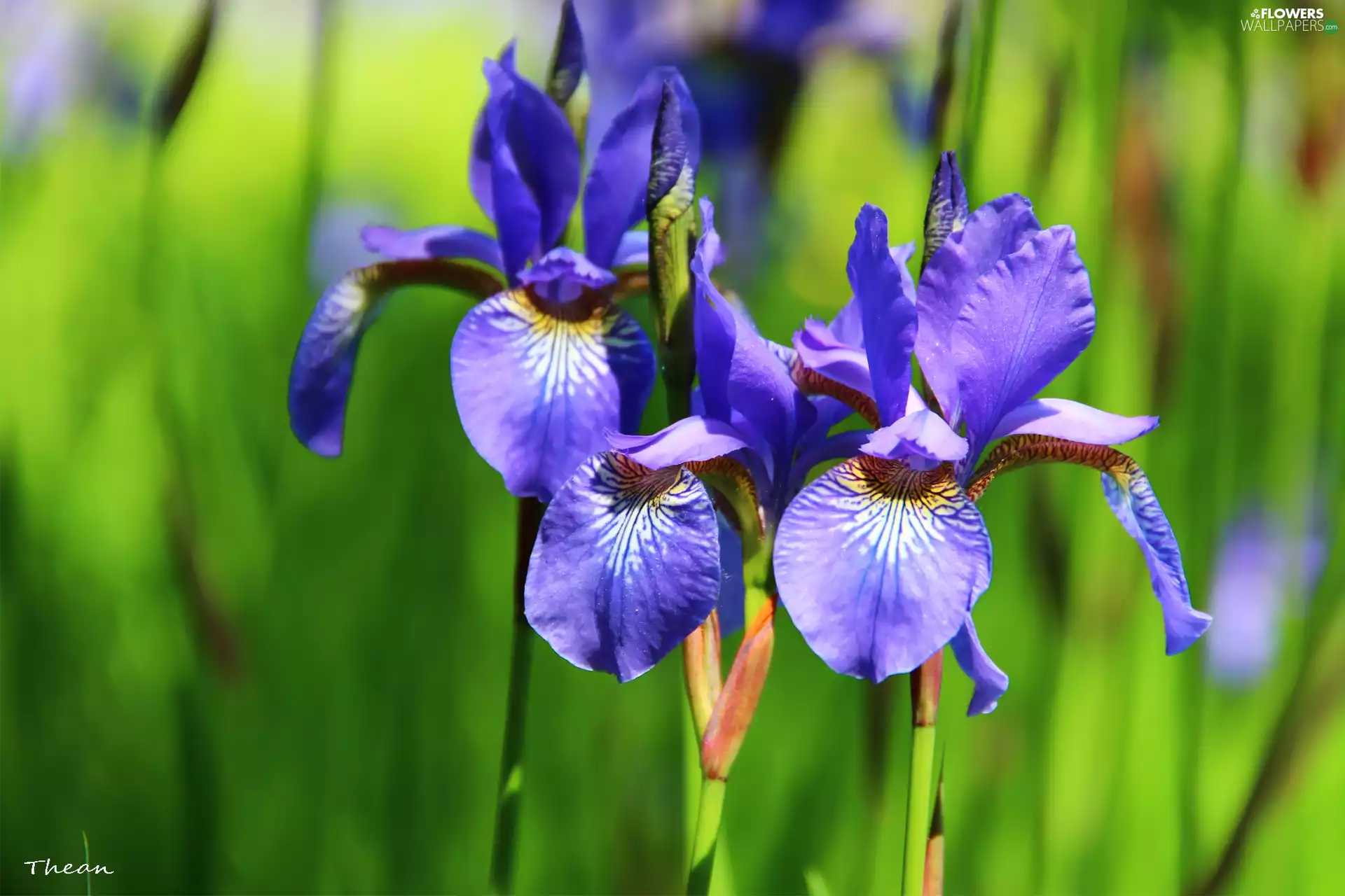 Siberian Iris, iris - Flowers wallpapers: 2048x1365