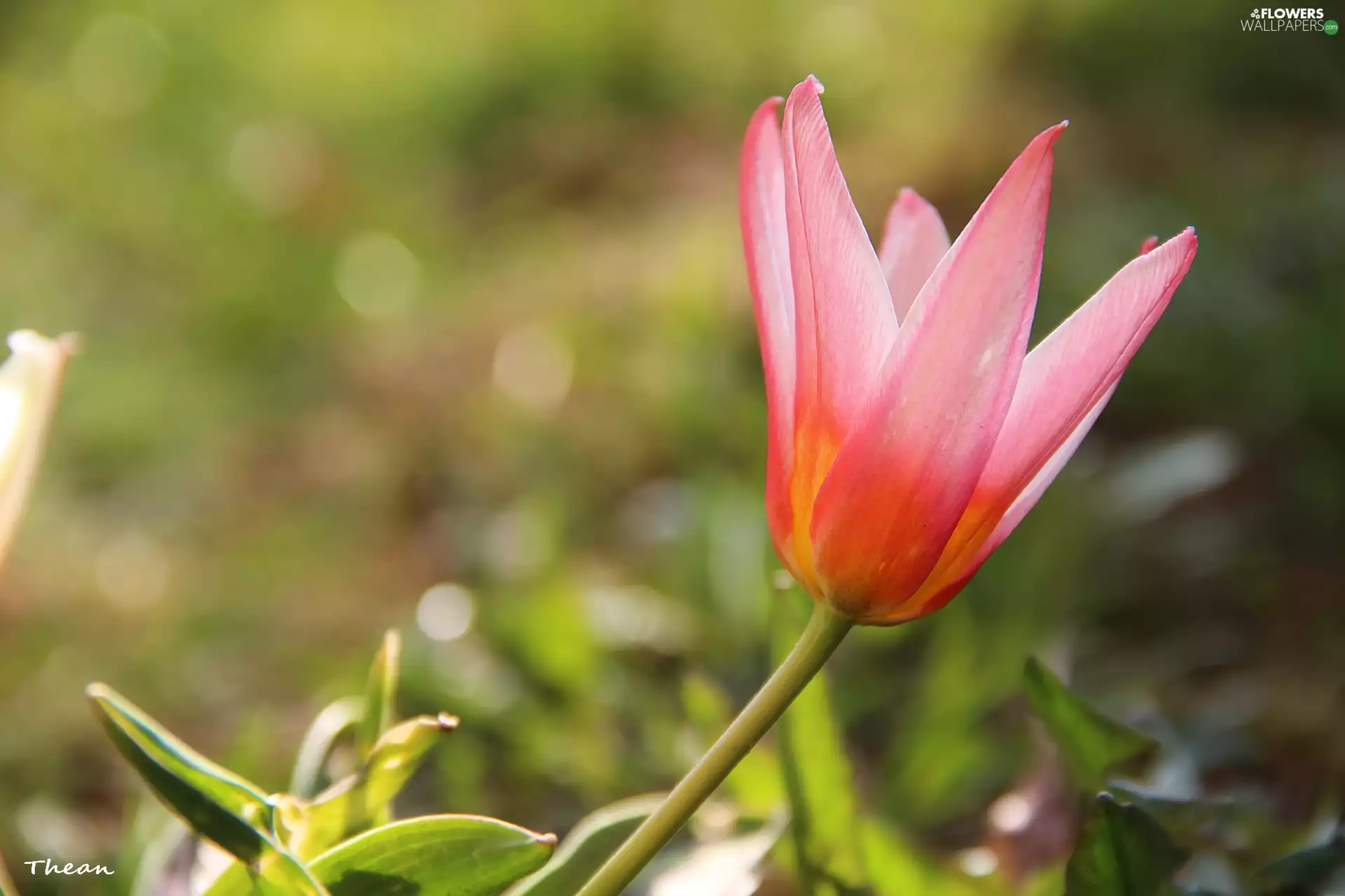 Pink, Colourfull Flowers, Spring, tulip