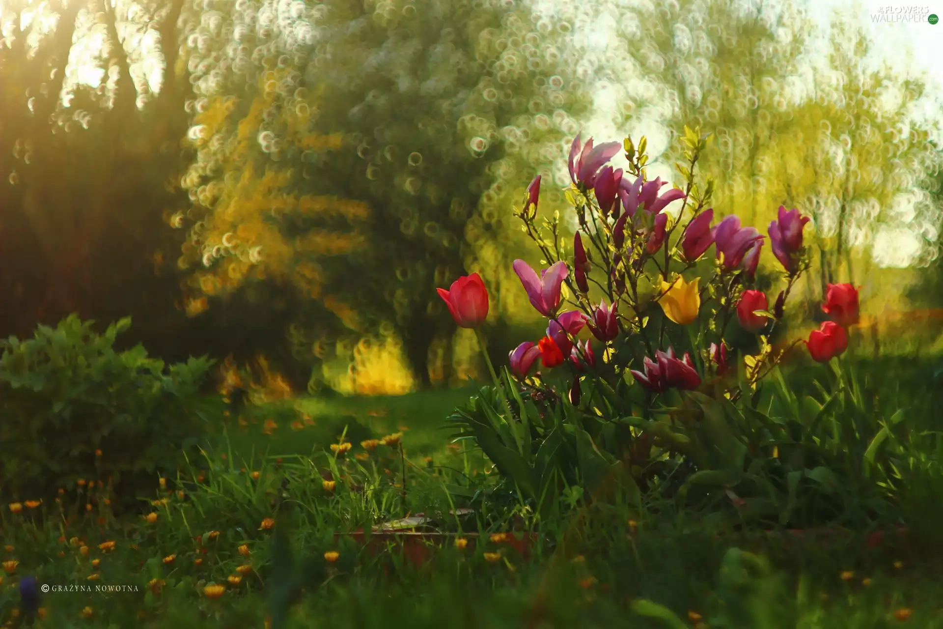 Tulips, Flowers, Spring, Magnolias