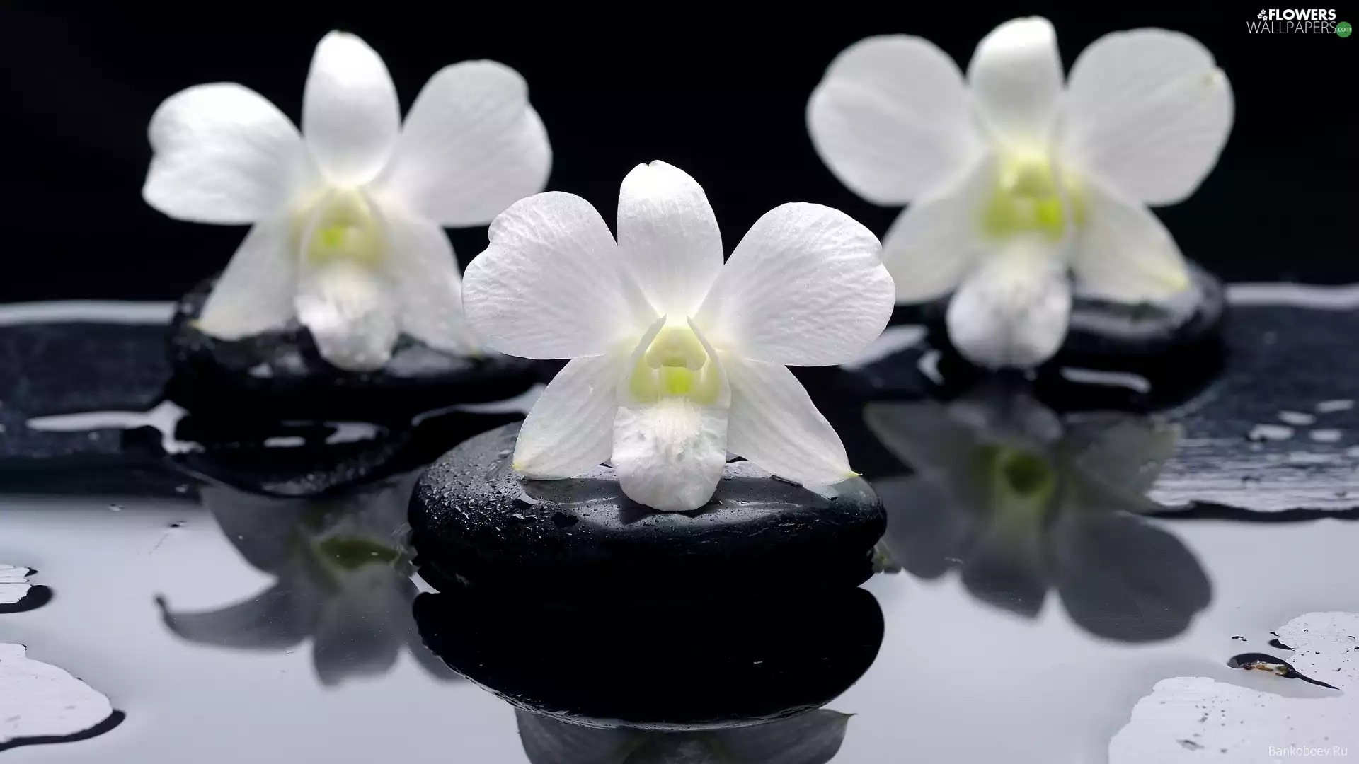 White, Stones, stream, orchids