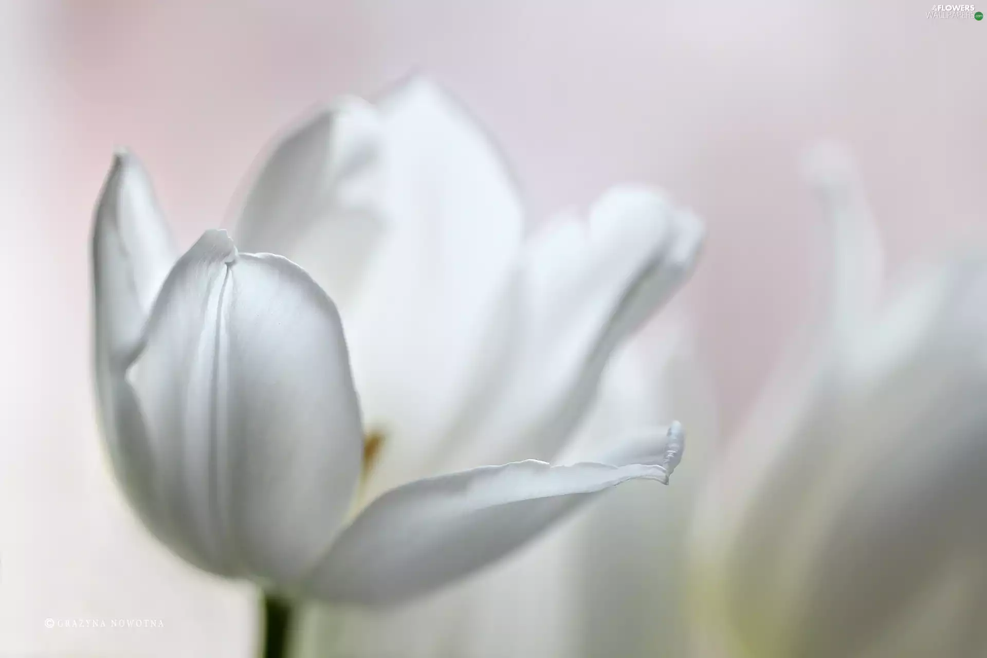 Colourfull Flowers, White, tulip