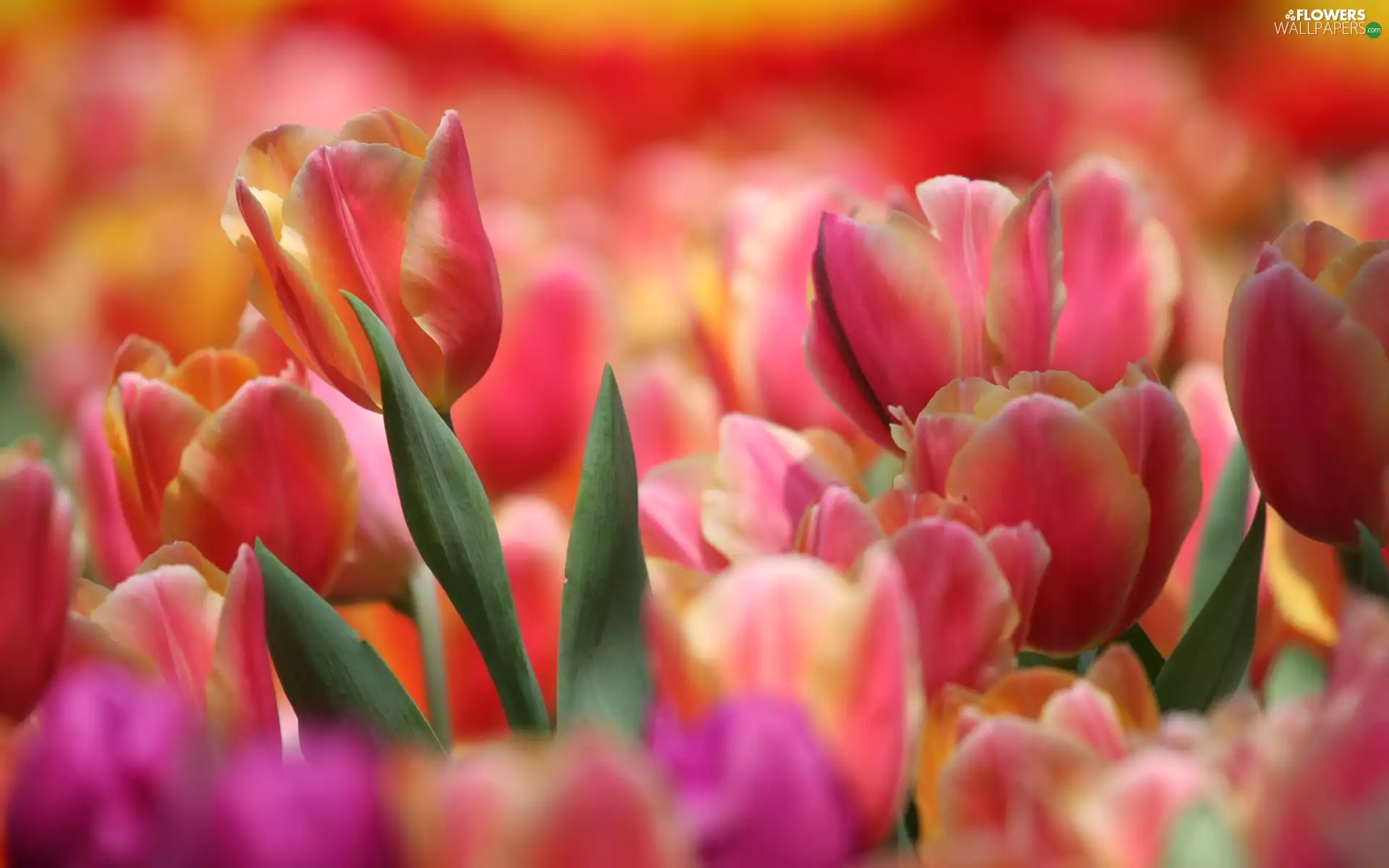 color, Tulips