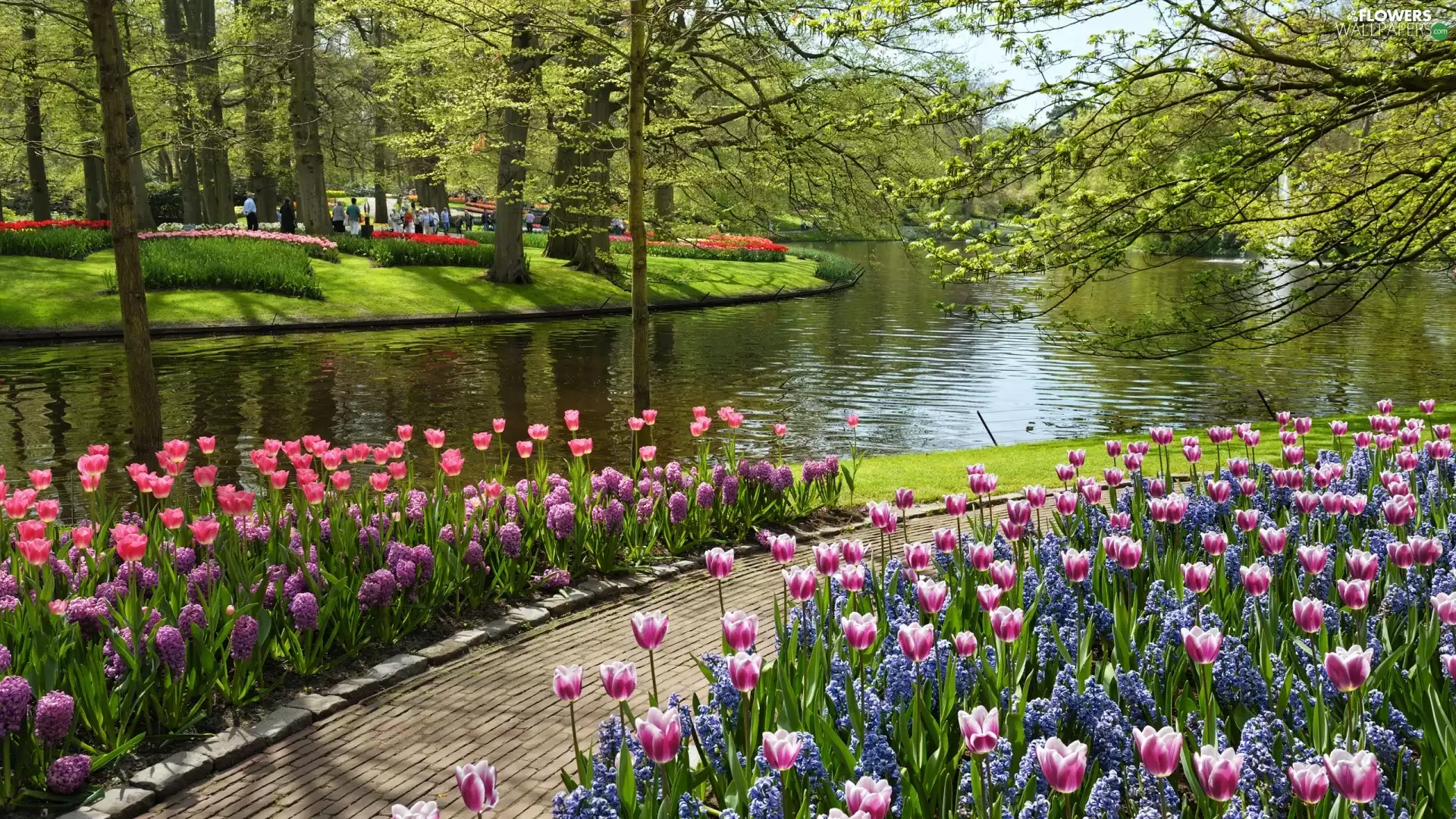 trees, Park, Tulips, Path, viewes, River