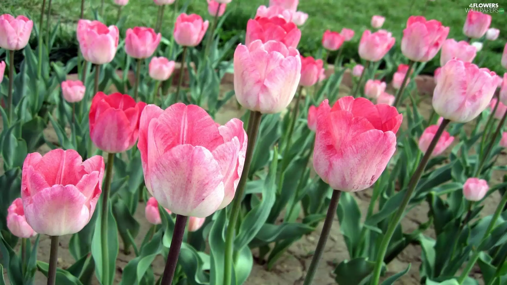 Pink, Tulips