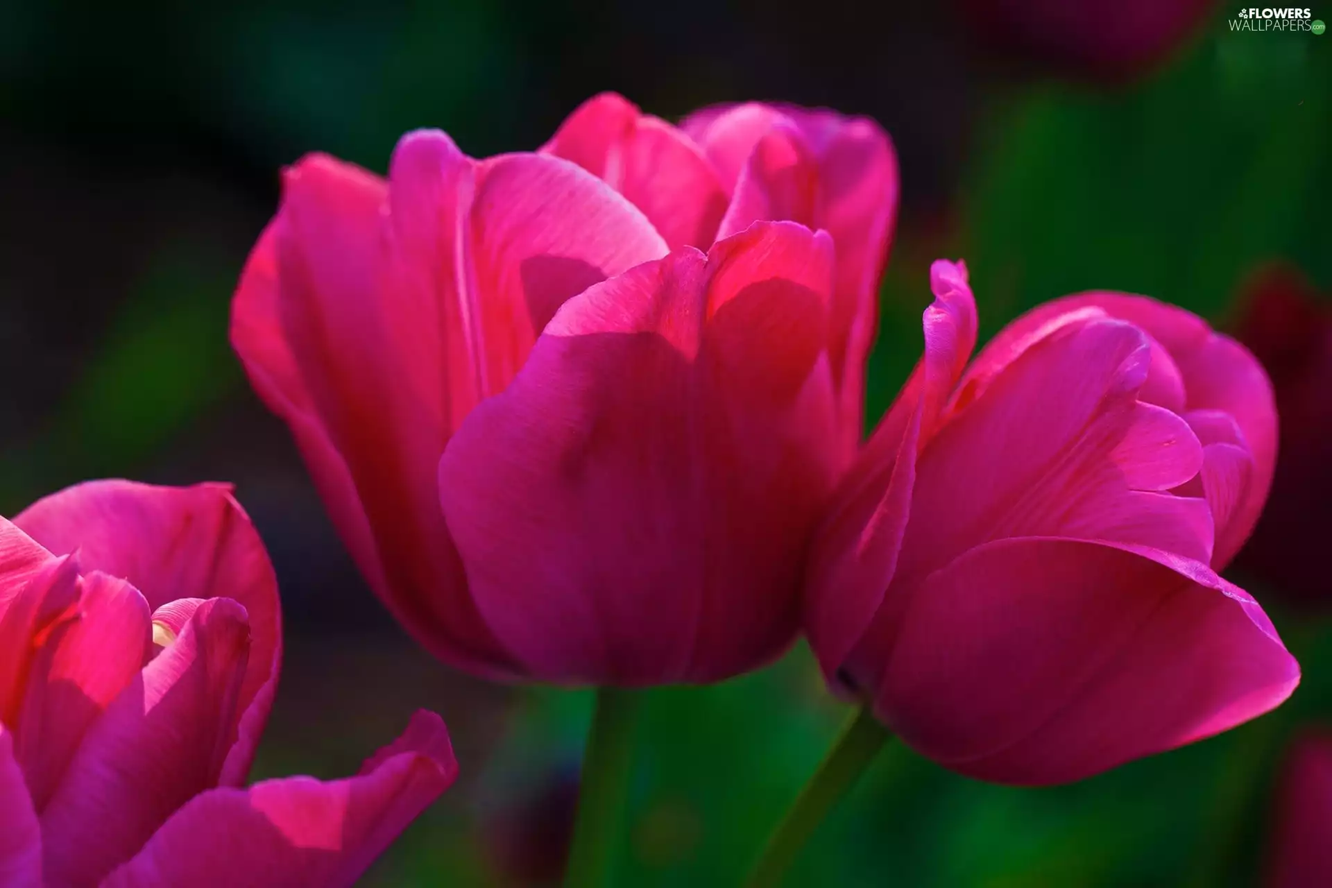 Pink, Tulips