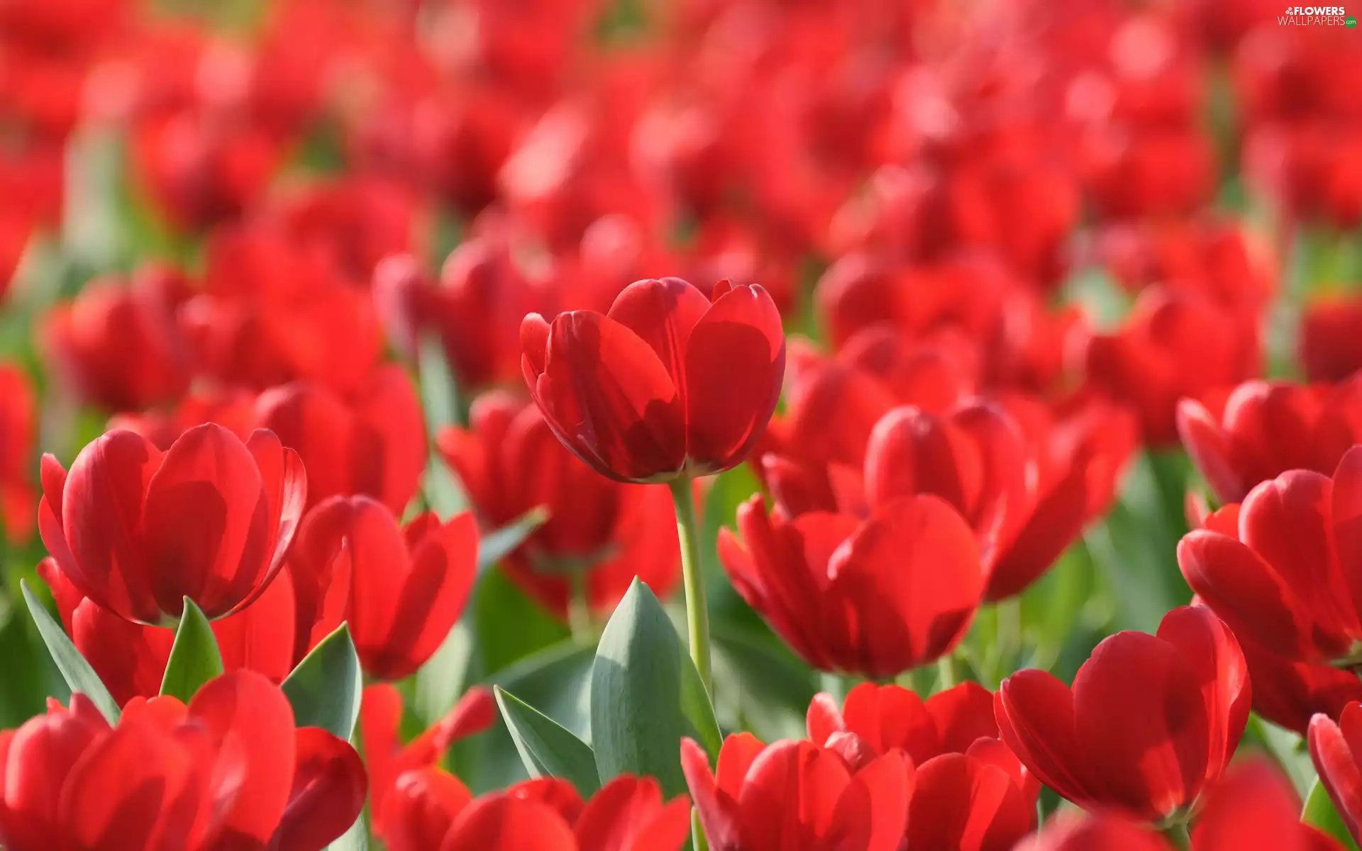 Red, Tulips