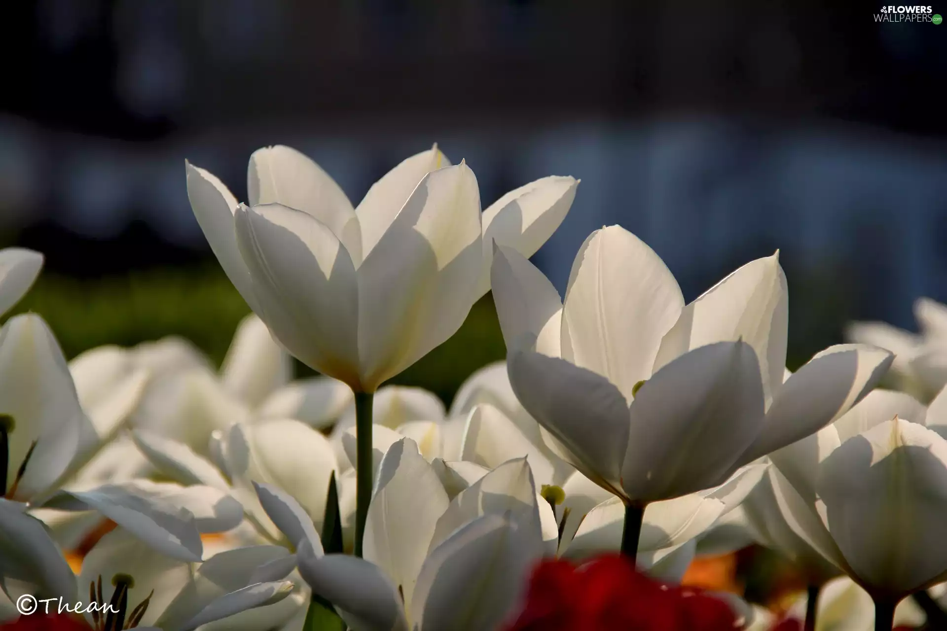 White, Tulips
