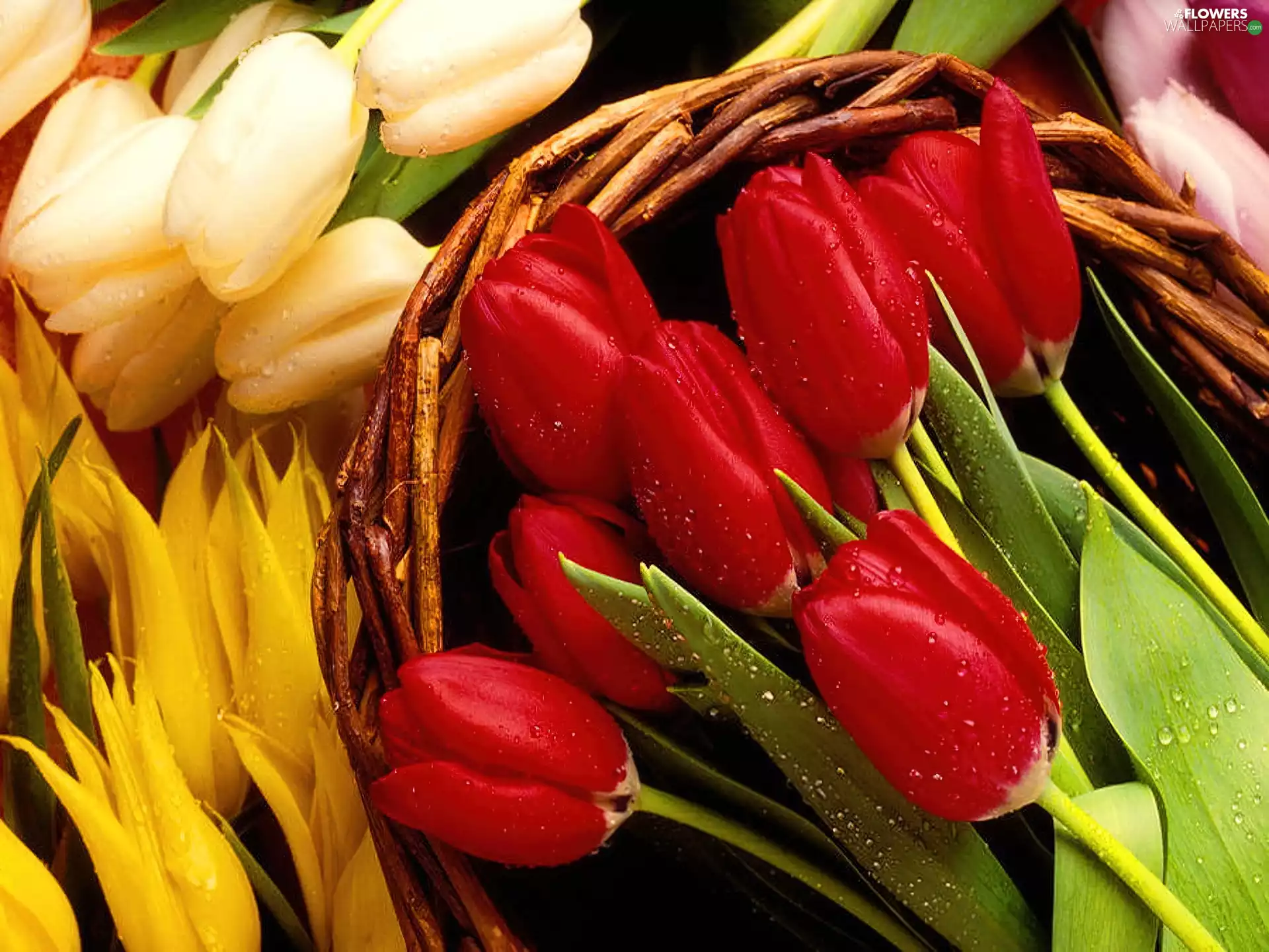 wicker, color, Tulips, basket