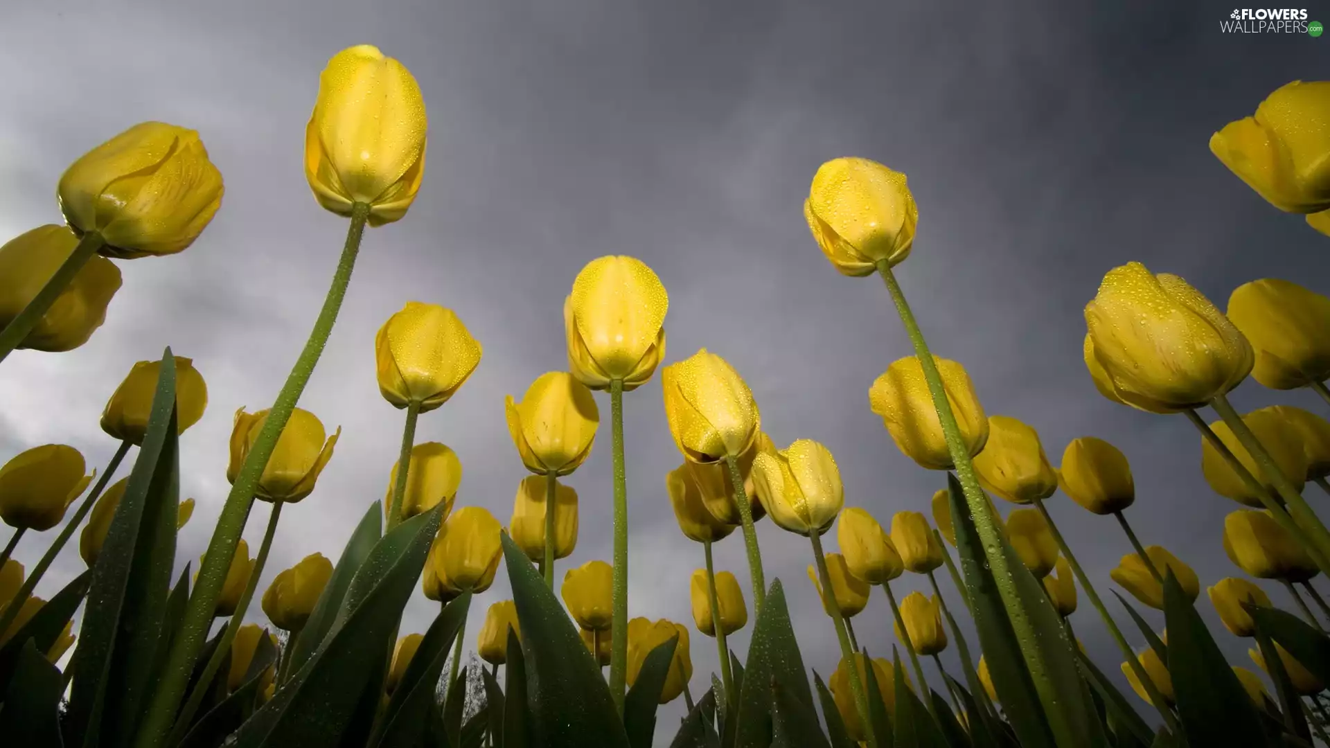 Yellow, Tulips