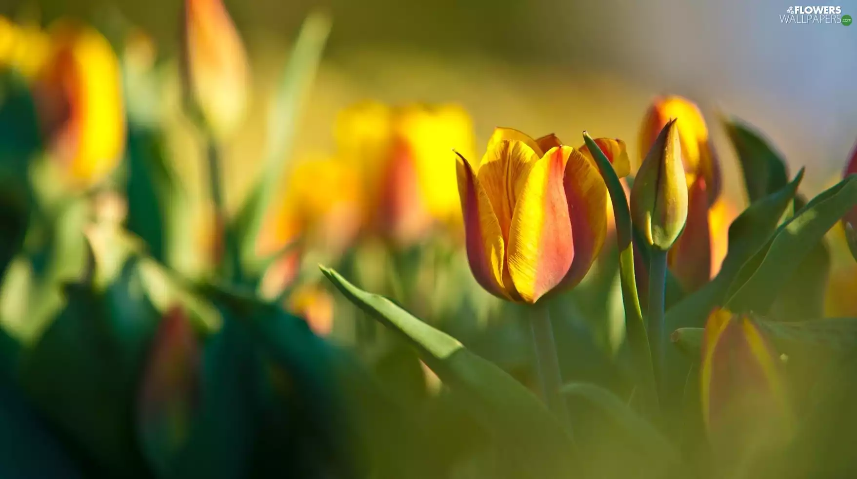 Yellow, Tulips