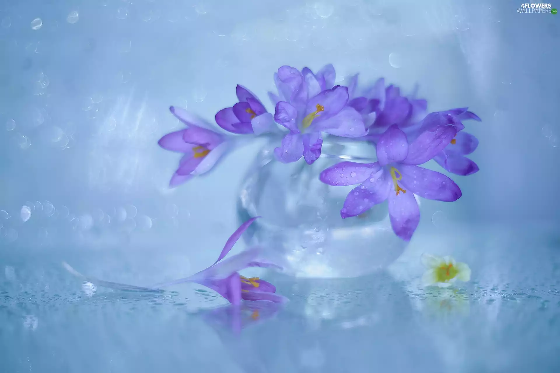 glass, vase, purple, Flowers, crocuses