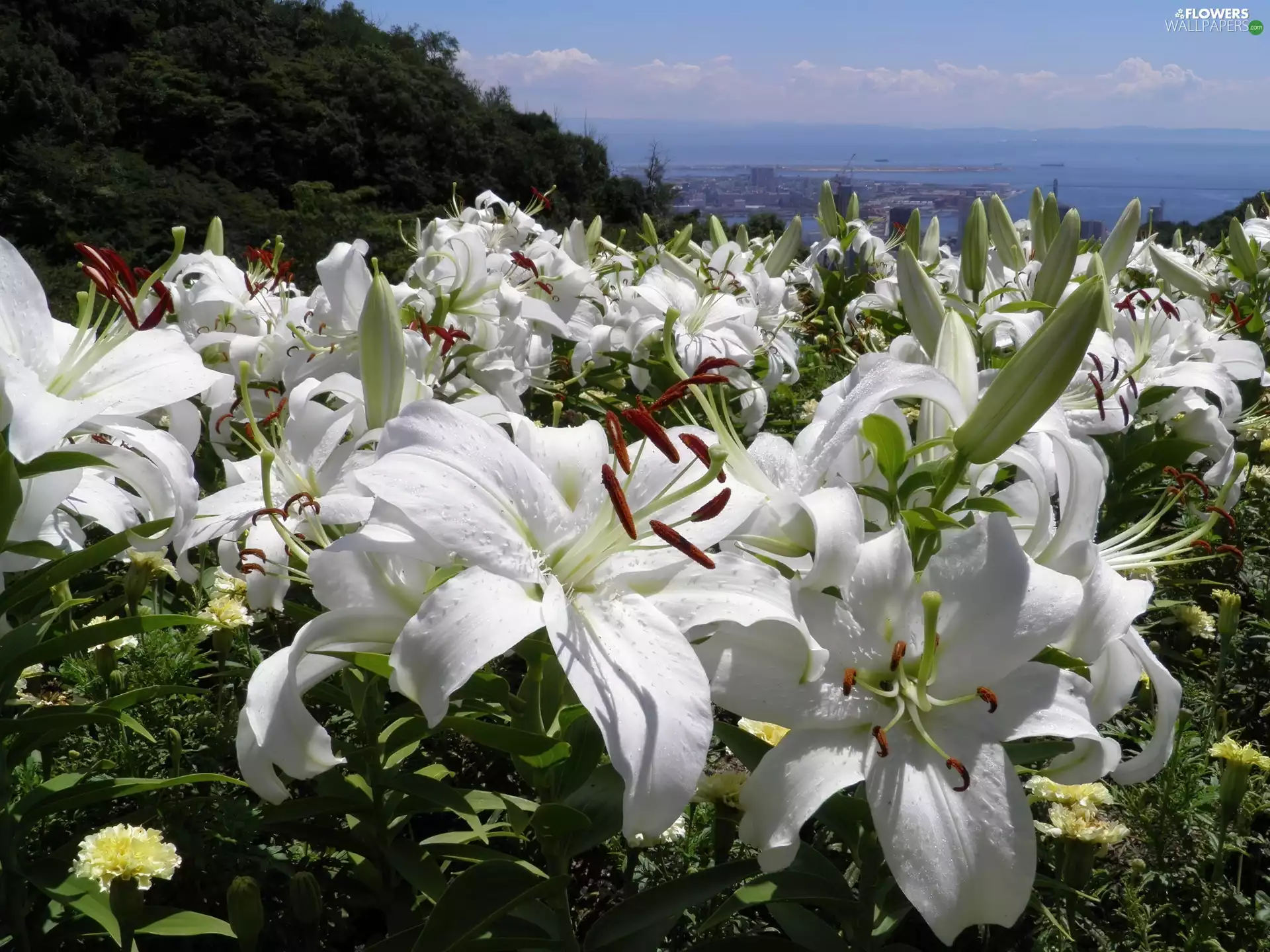 White, Sky, View, lilies