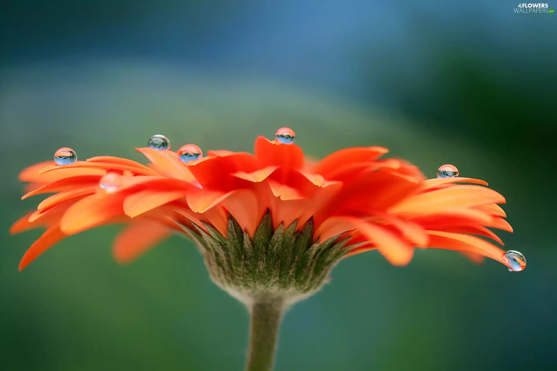Colourfull Flowers, drops, water, Gerber - Flowers wallpapers: 2048x1365