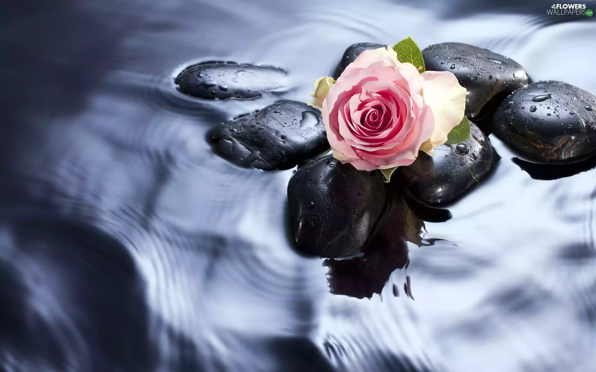 Wallpaper Water Rose