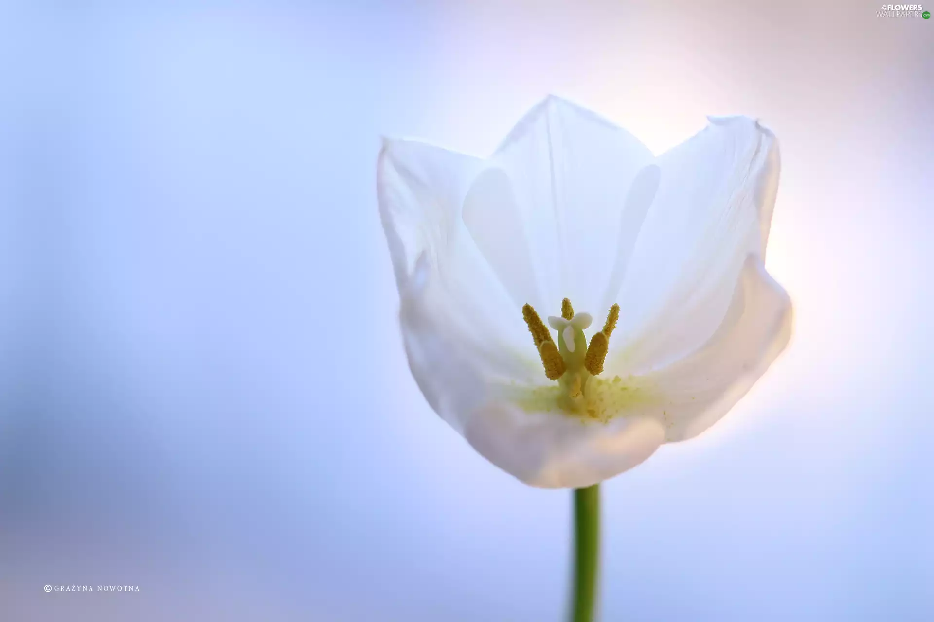 Colourfull Flowers, tulip, White