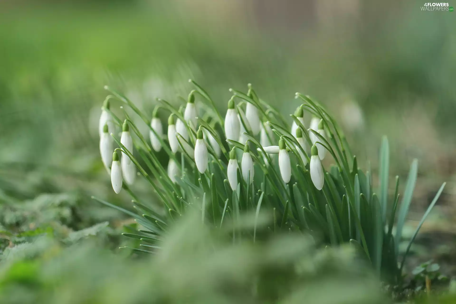 snowdrops, Flowers, cluster, White