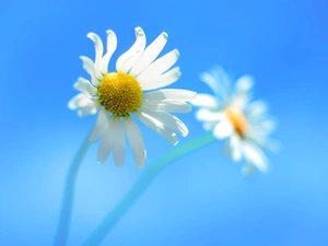 chamomile, Blue, background, Flowers