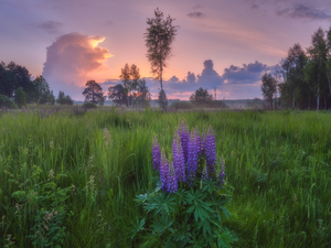lupine, Meadow, viewes, clouds, trees, Flowers