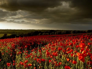 Red, cultivation, clouds, papavers