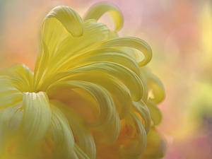 chrysanthemum, Colourfull Flowers, Yellow Honda