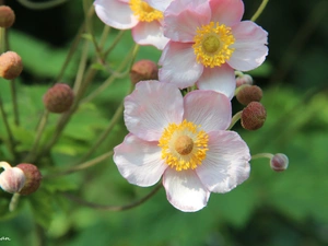 Japanese anemone, Pink, Flowers