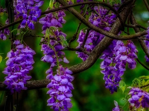 Flowers, wistaria, purple